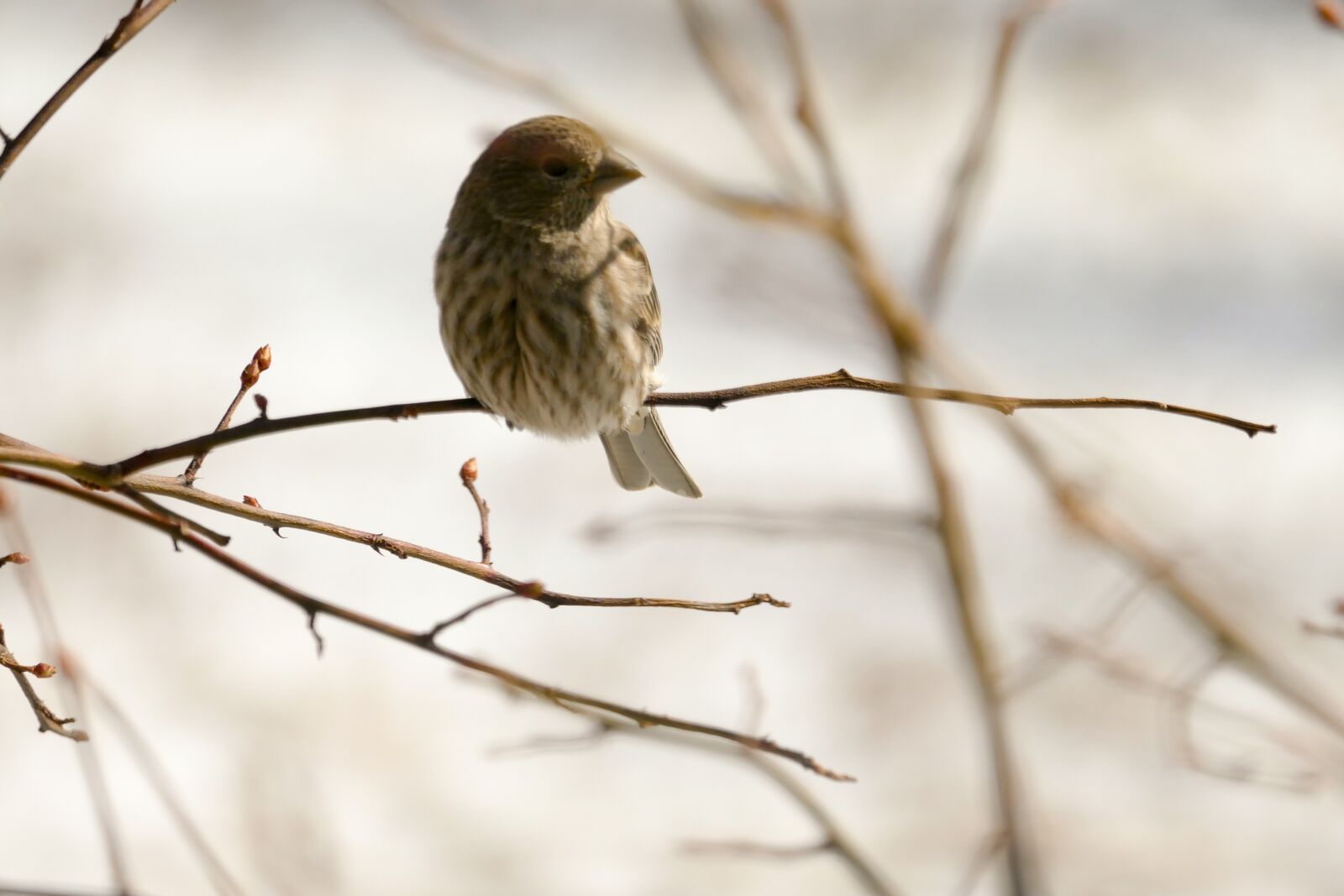 Panasonic Lumix DMC-FZ1000 sample photo. Bird, house finch, nature photography