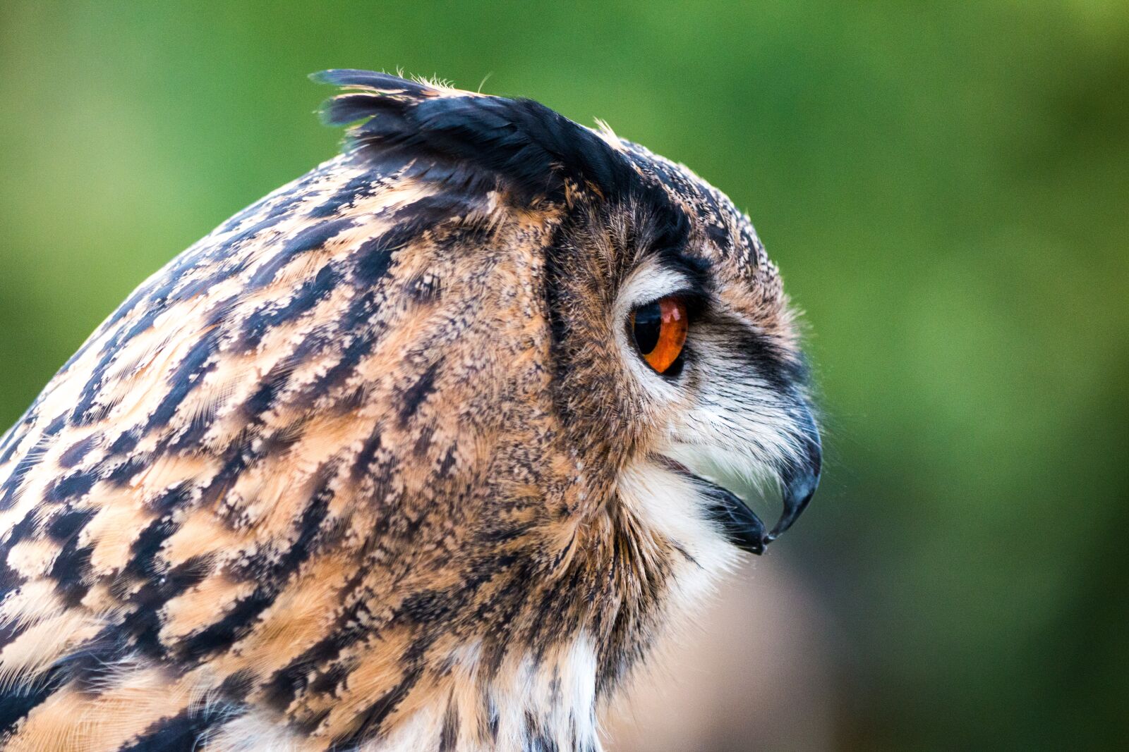 150-600mm F5-6.3 DG OS HSM | Contemporary 015 sample photo. Eagle owl, bubo bubo photography