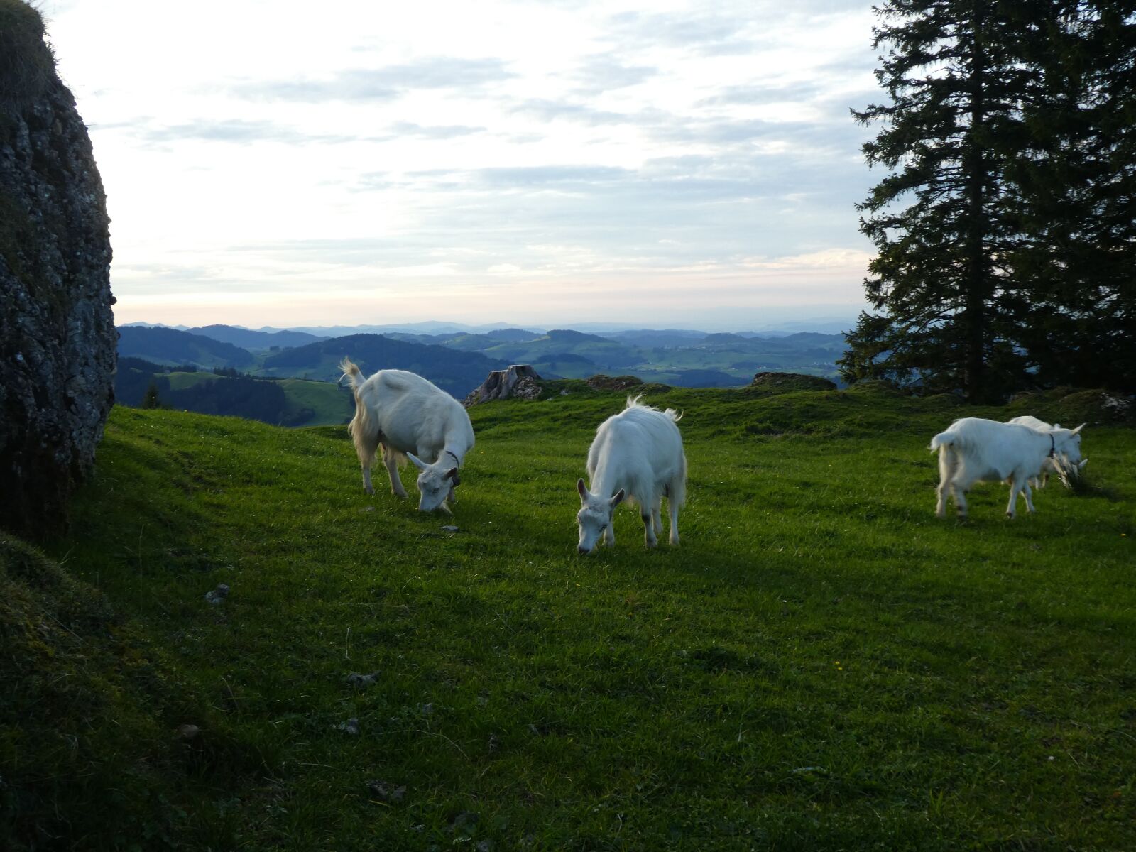 Panasonic DMC-TZ81 sample photo. Goats, grass, agriculture photography