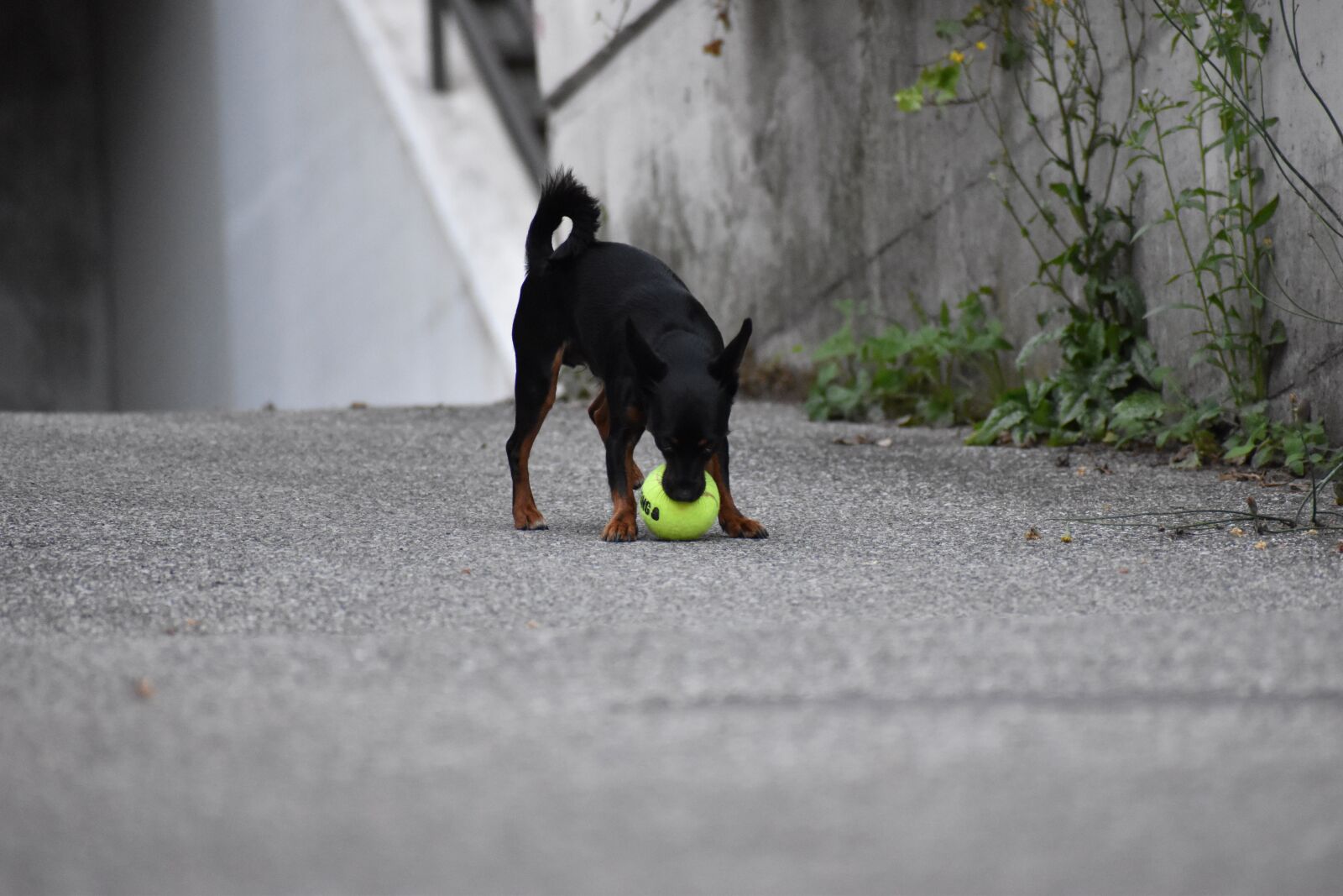 Nikon D5600 sample photo. Dog, playing, play photography