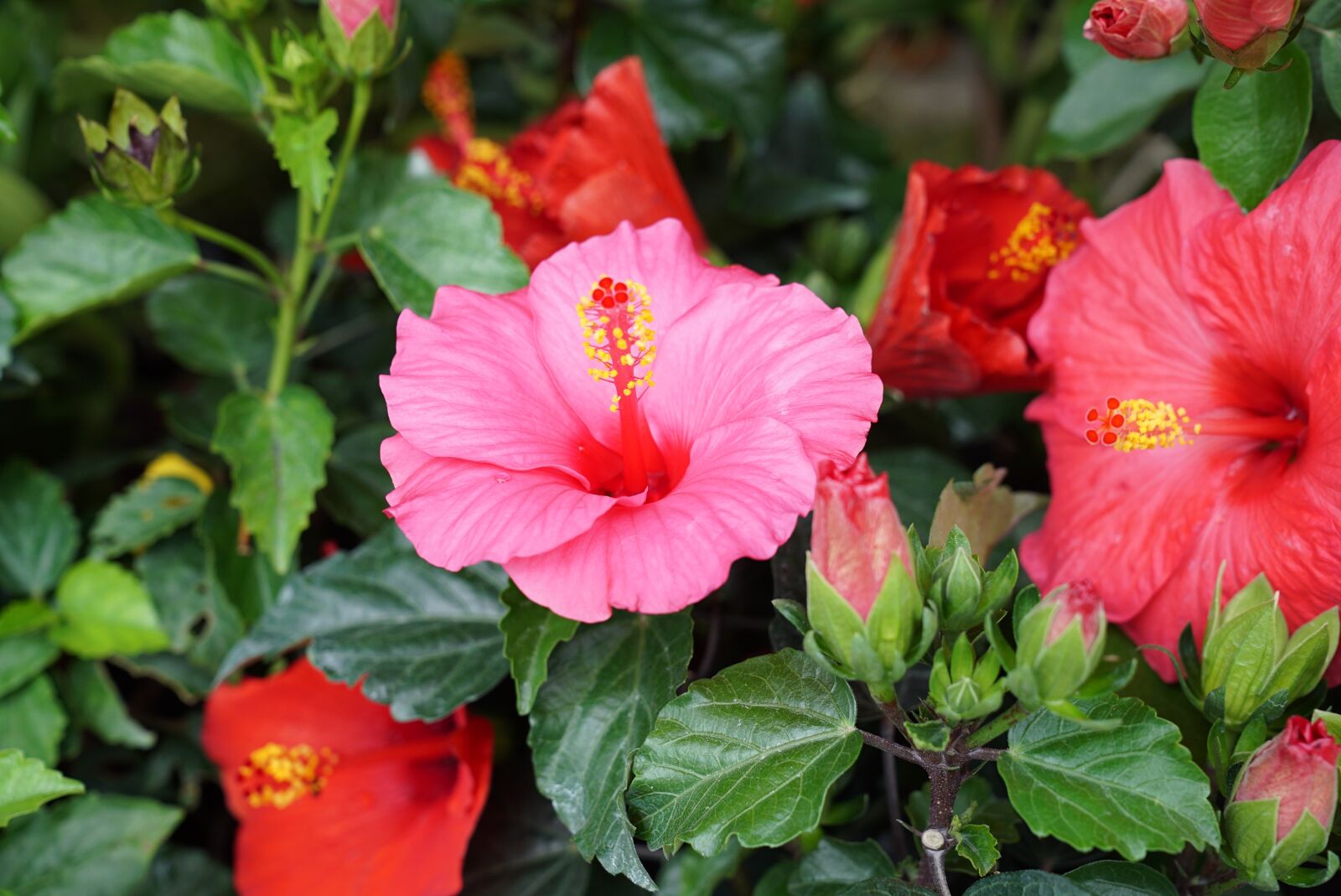 Sony a7S + Sony FE 24-70mm F2.8 GM sample photo. Hibiscus, tropical, hibisceae photography