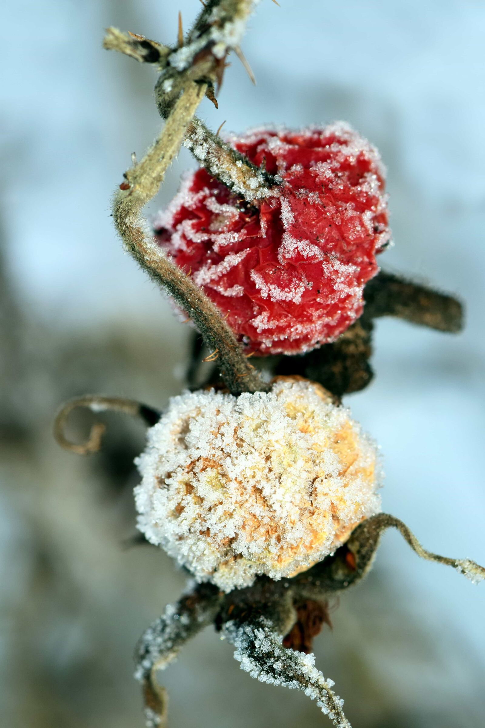 Nikon D3300 sample photo. Flower, nature, winter, cold photography