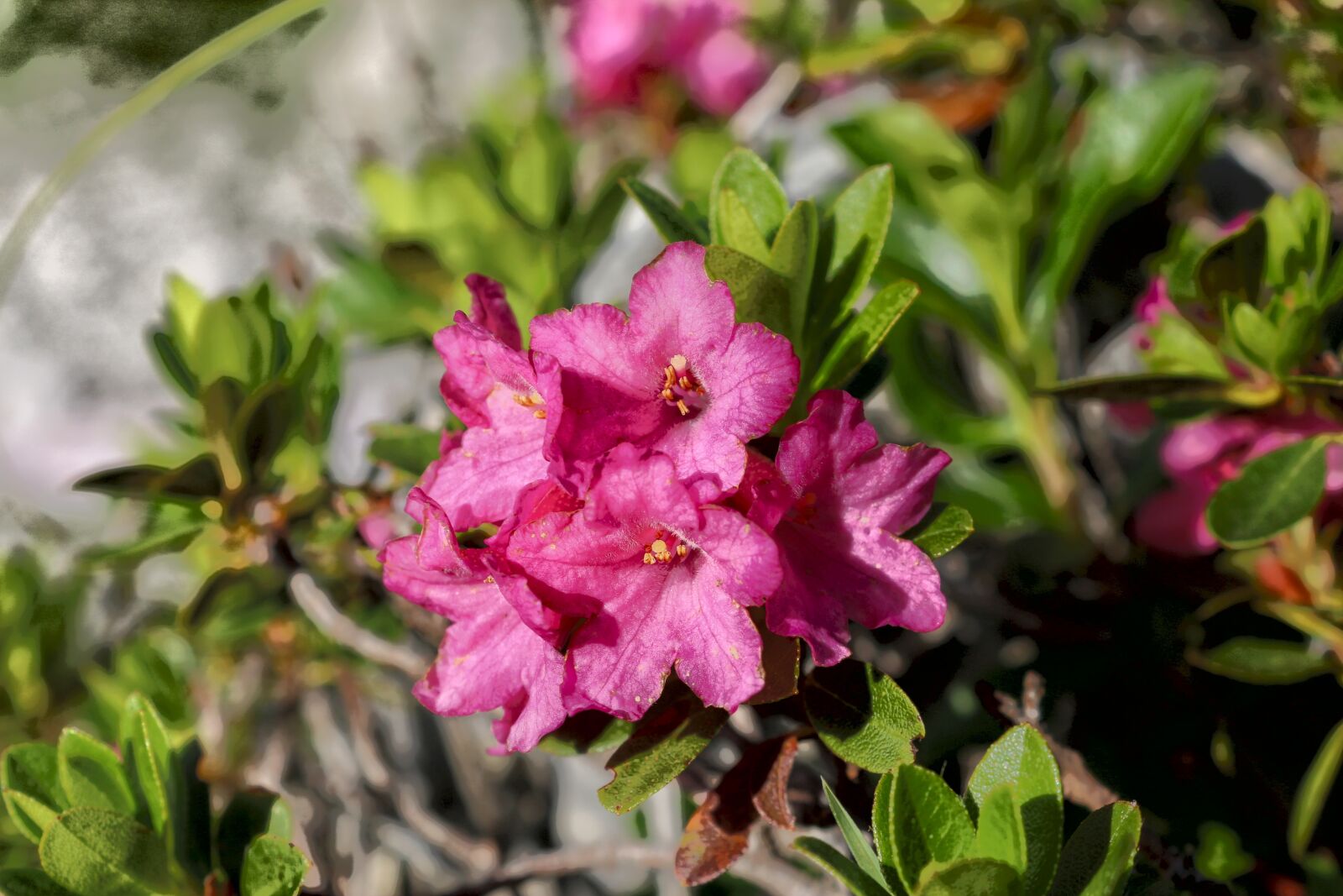 Canon EOS 650D (EOS Rebel T4i / EOS Kiss X6i) sample photo. Flower, alpine rose, almrausch photography