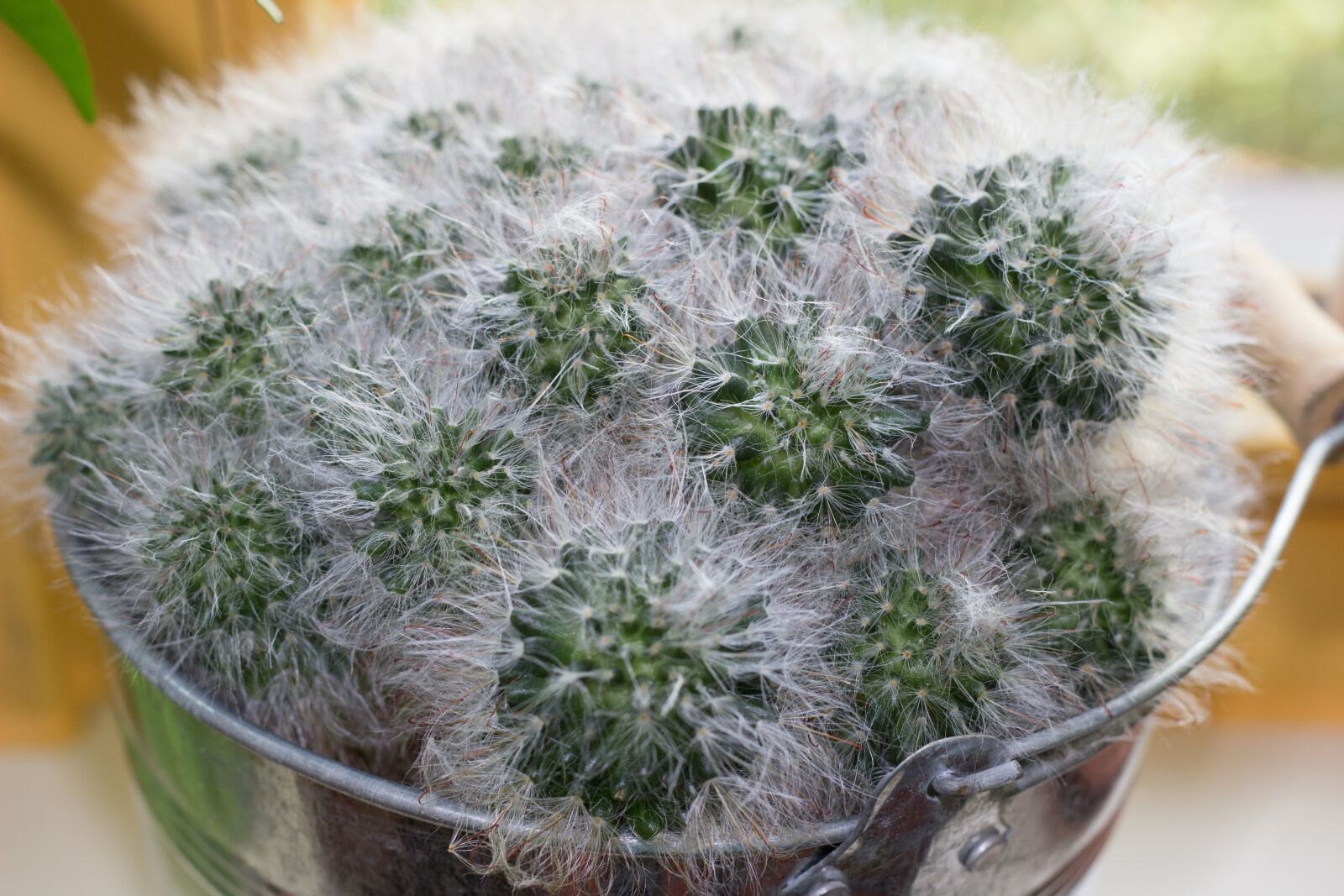 Canon EOS 600D (Rebel EOS T3i / EOS Kiss X5) + Canon EF 50mm F1.8 II sample photo. Cactus, spur, plant photography