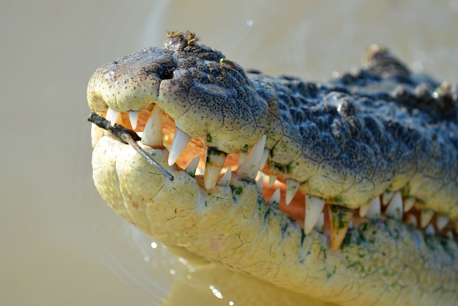 Nikon D800 sample photo. Crocodile, close up, reptile photography