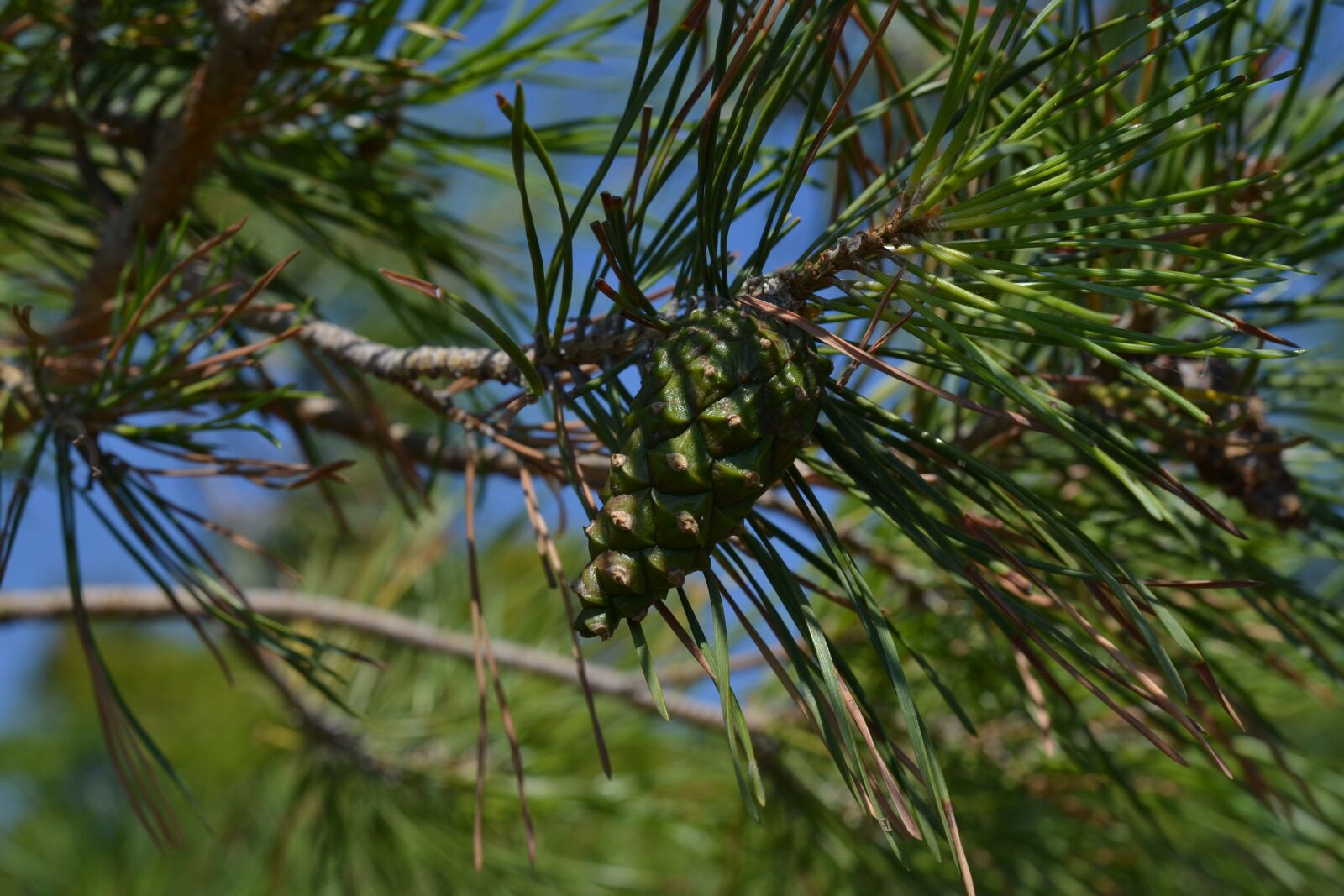 Nikon D3100 sample photo. Christmas tree, new year photography