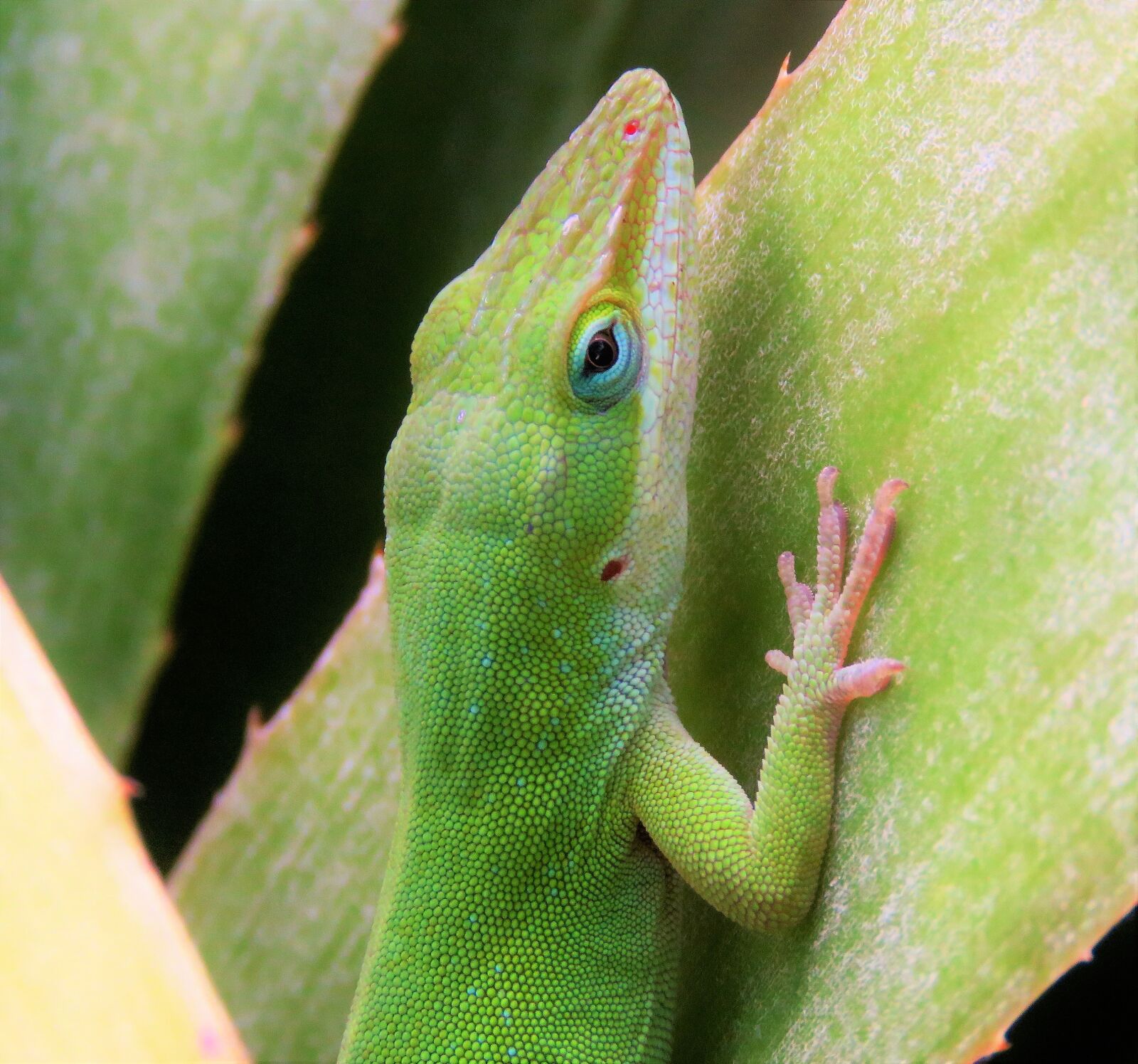 Canon PowerShot SX60 HS sample photo. Reptile, lizard, close up photography