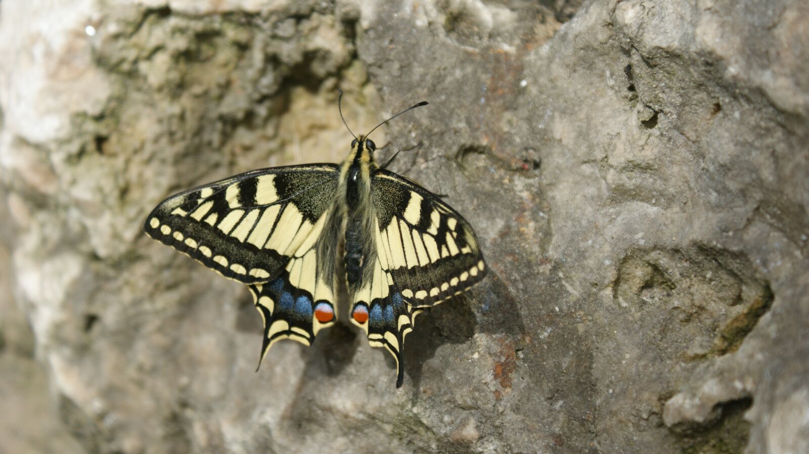 Sony Alpha DSLR-A350 sample photo. Macaon, butterfly, bug photography