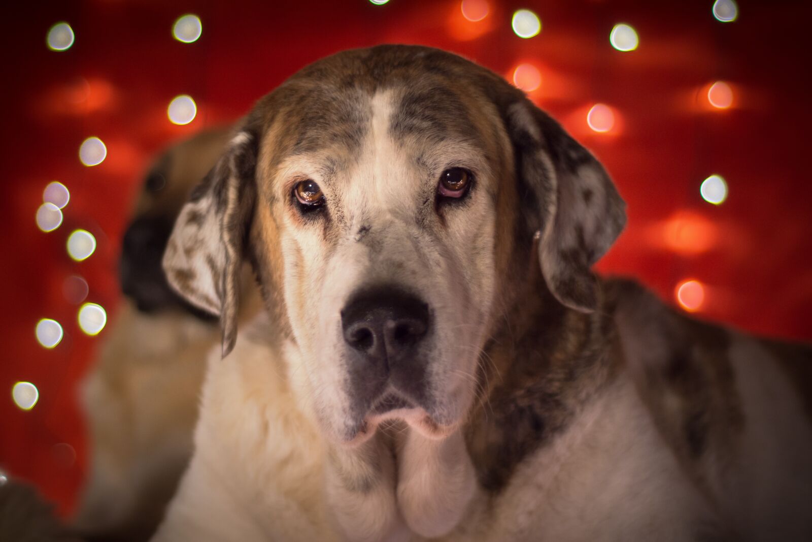 Nikon D7200 sample photo. Christmas dog, dog, lichterkette photography