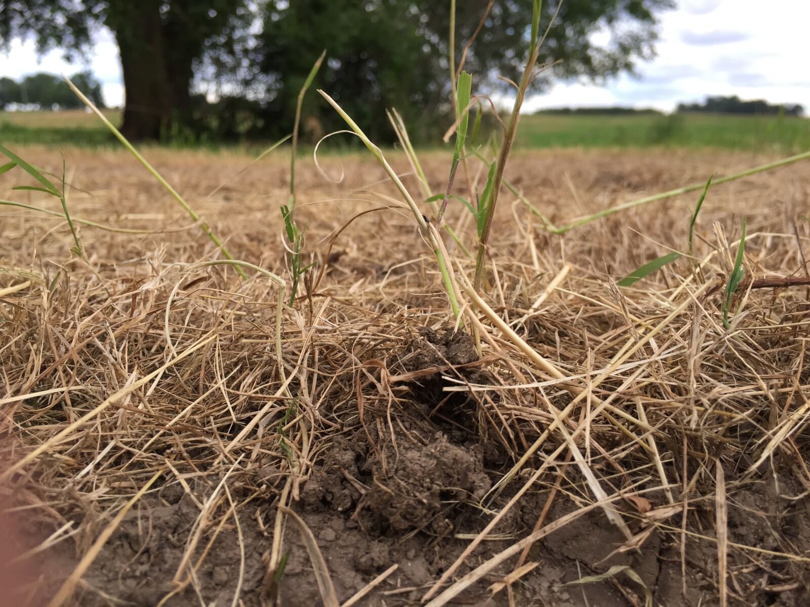 iPhone 6 back camera 4.15mm f/2.2 sample photo. Dead, grass photography