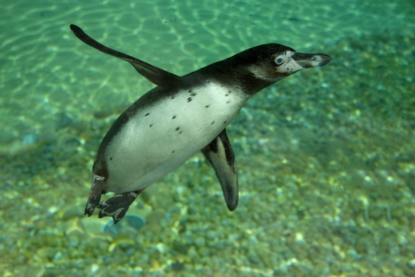 Nikon D80 sample photo. Penguin, humboldt, animal photography