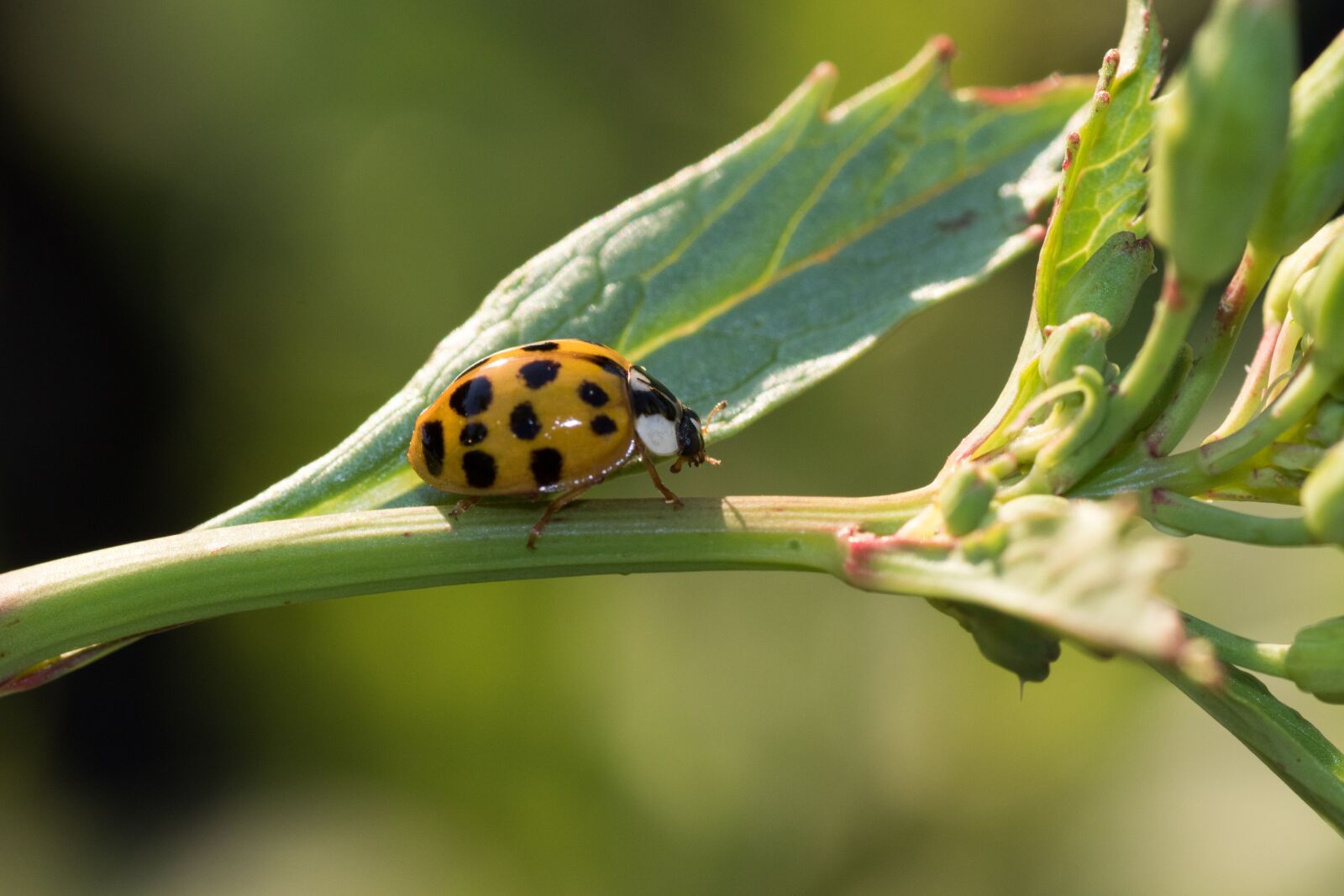 Canon EOS 7D Mark II sample photo. Ladybug, macro, close up photography