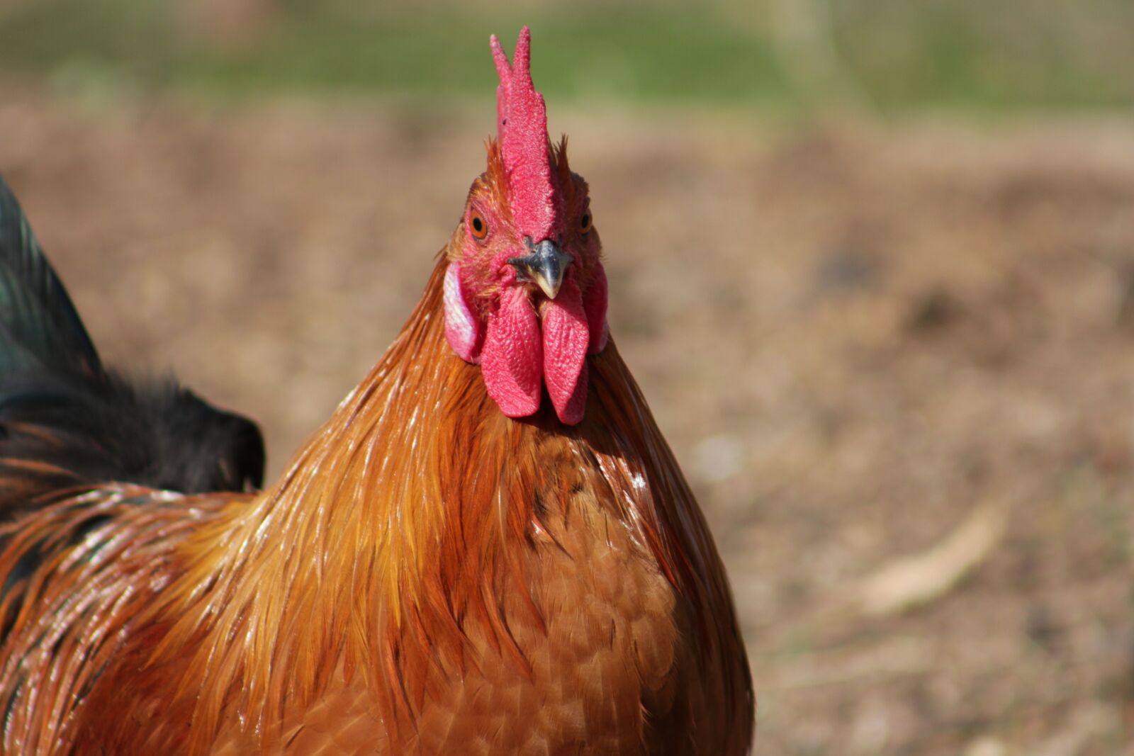 Canon EOS 550D (EOS Rebel T2i / EOS Kiss X4) sample photo. Bird, nature, animal photography