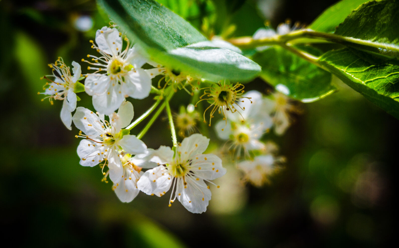 Sony Alpha NEX-3N sample photo. Bloom, blooming, blossom, blur photography