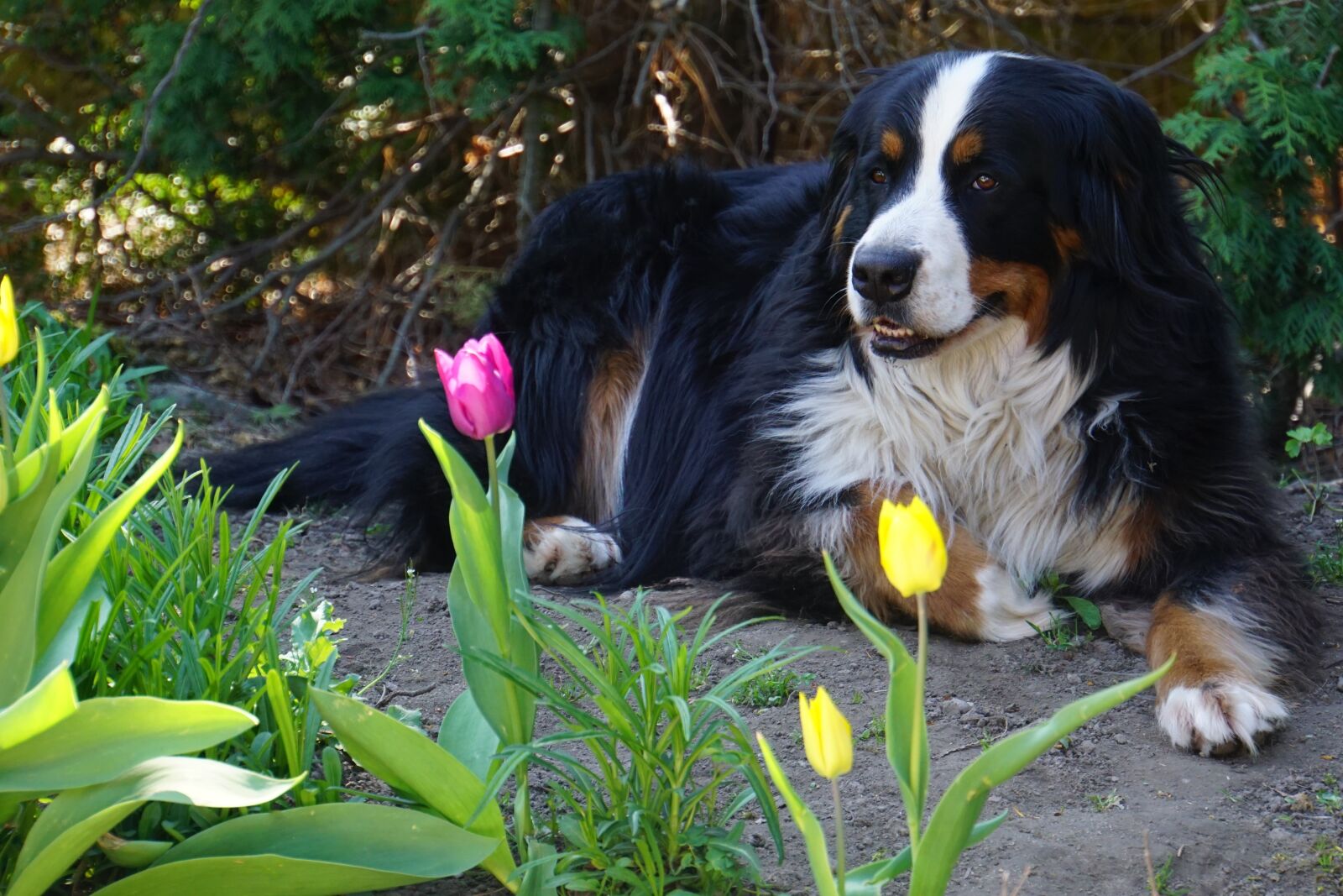 Sony E 18-200mm F3.5-6.3 OSS LE sample photo. Bernese mountain dog, dog photography