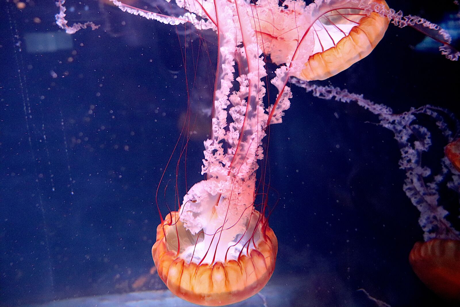 Canon EOS 800D (EOS Rebel T7i / EOS Kiss X9i) sample photo. Jellyfish, aquarium, color orange photography