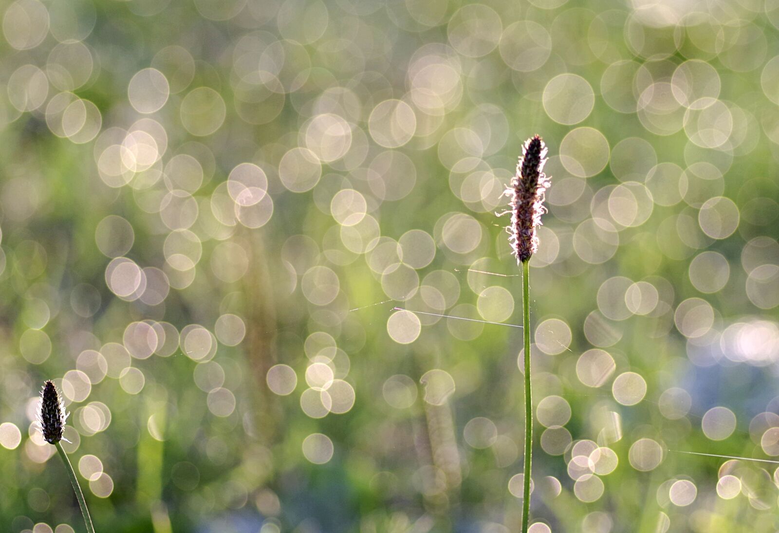 Pentax K-S2 sample photo. Rosa, grass, blade photography
