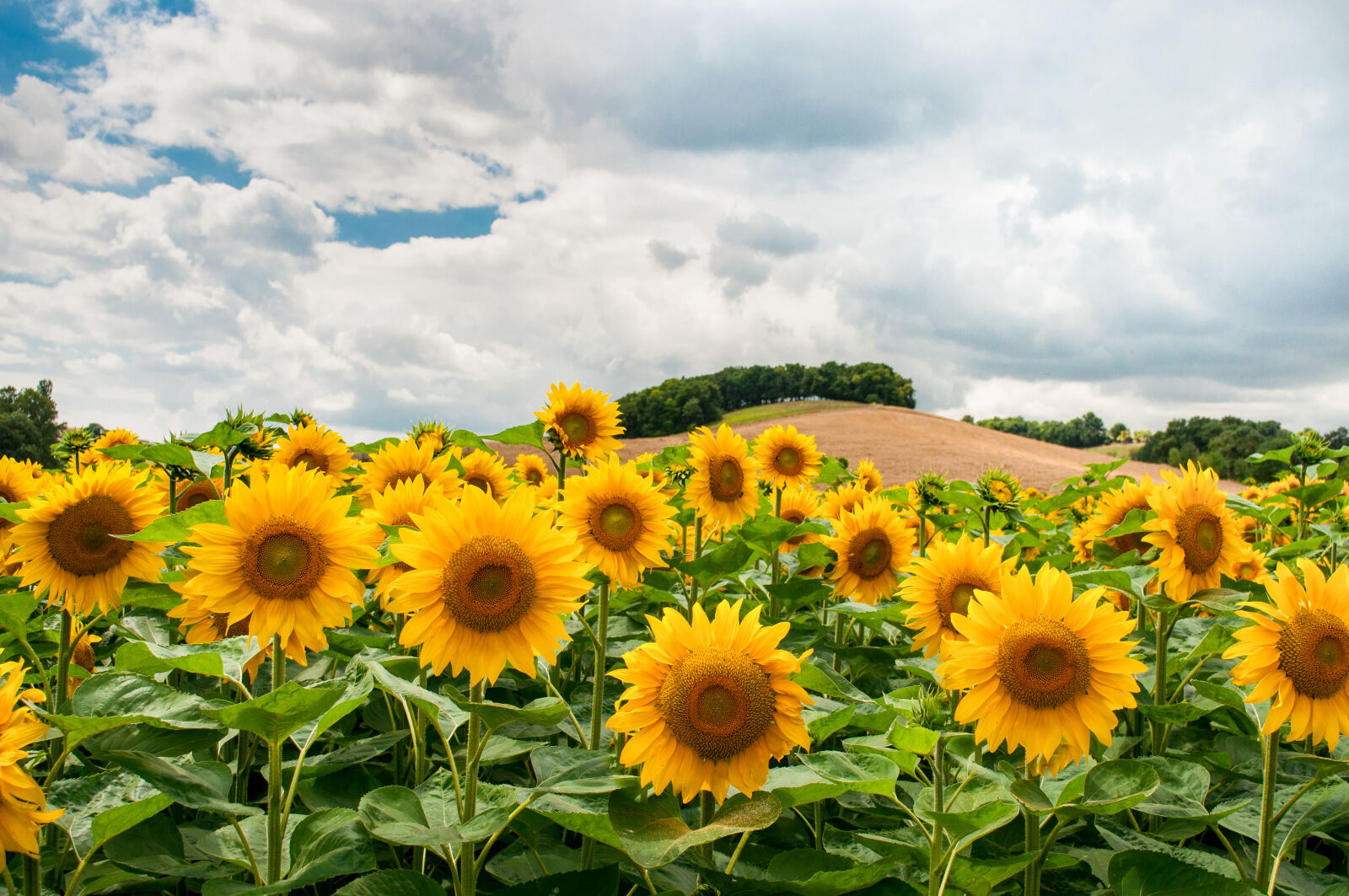 Nikon D5000 sample photo. Landscape, nature, sunflowers, sky photography