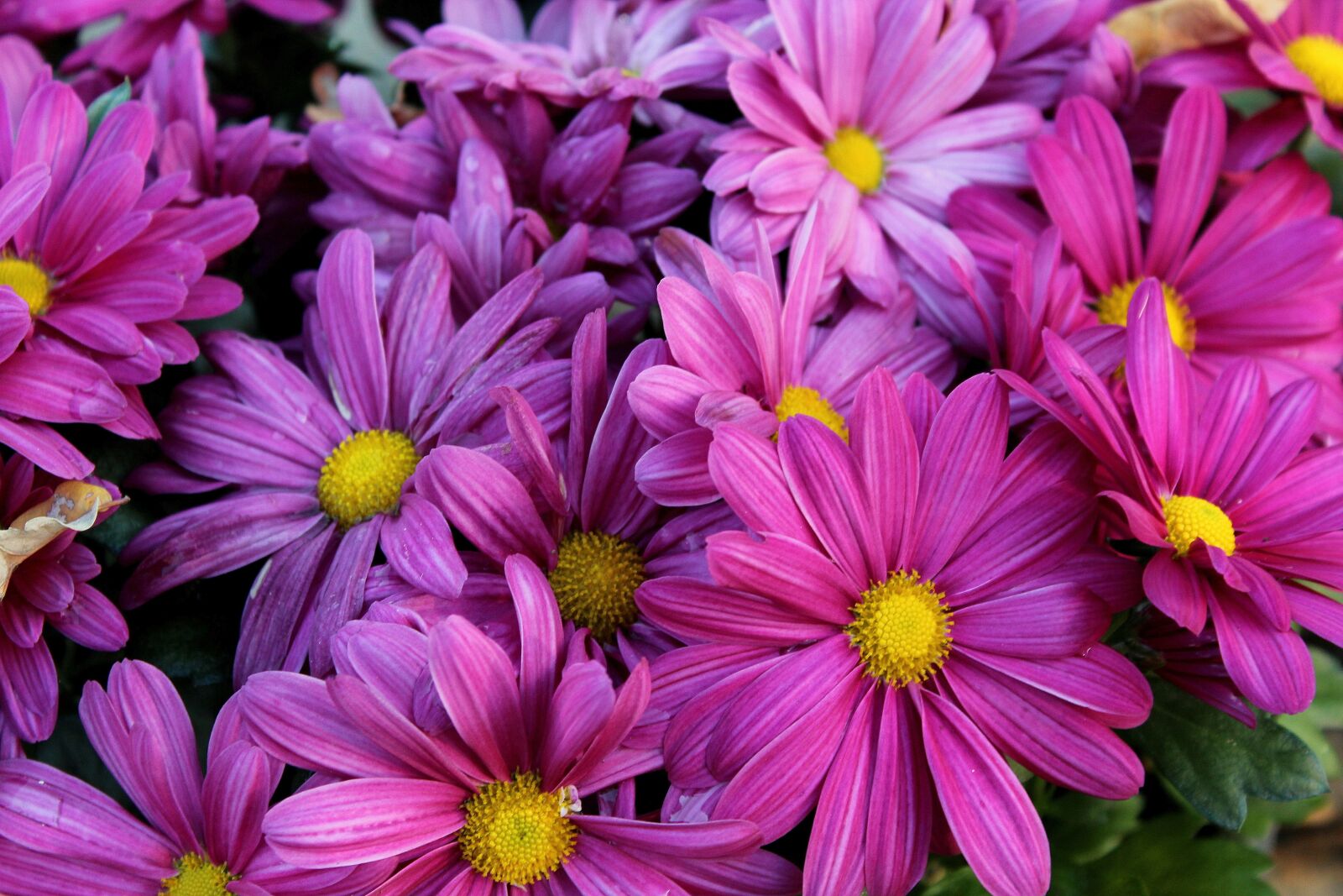 Canon EOS 1200D (EOS Rebel T5 / EOS Kiss X70 / EOS Hi) sample photo. Flowers, violet, purple flowers photography