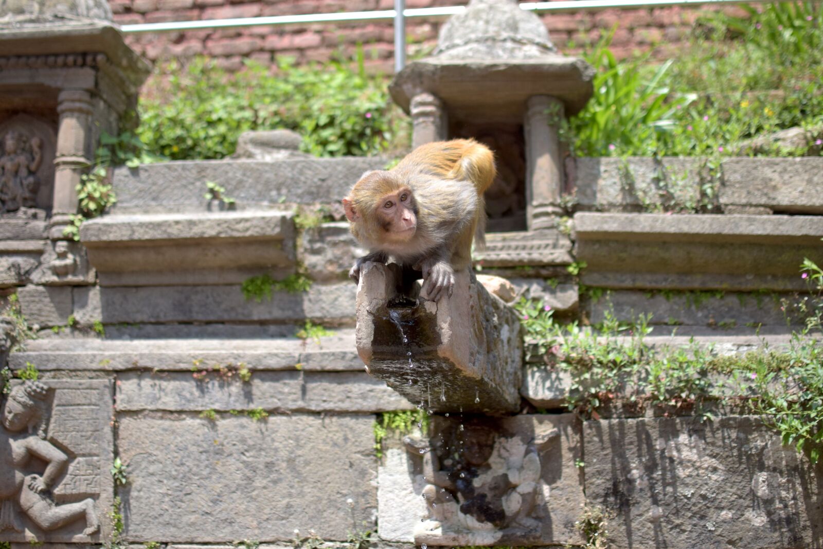 Nikon D5300 sample photo. Nature, water, monkey photography