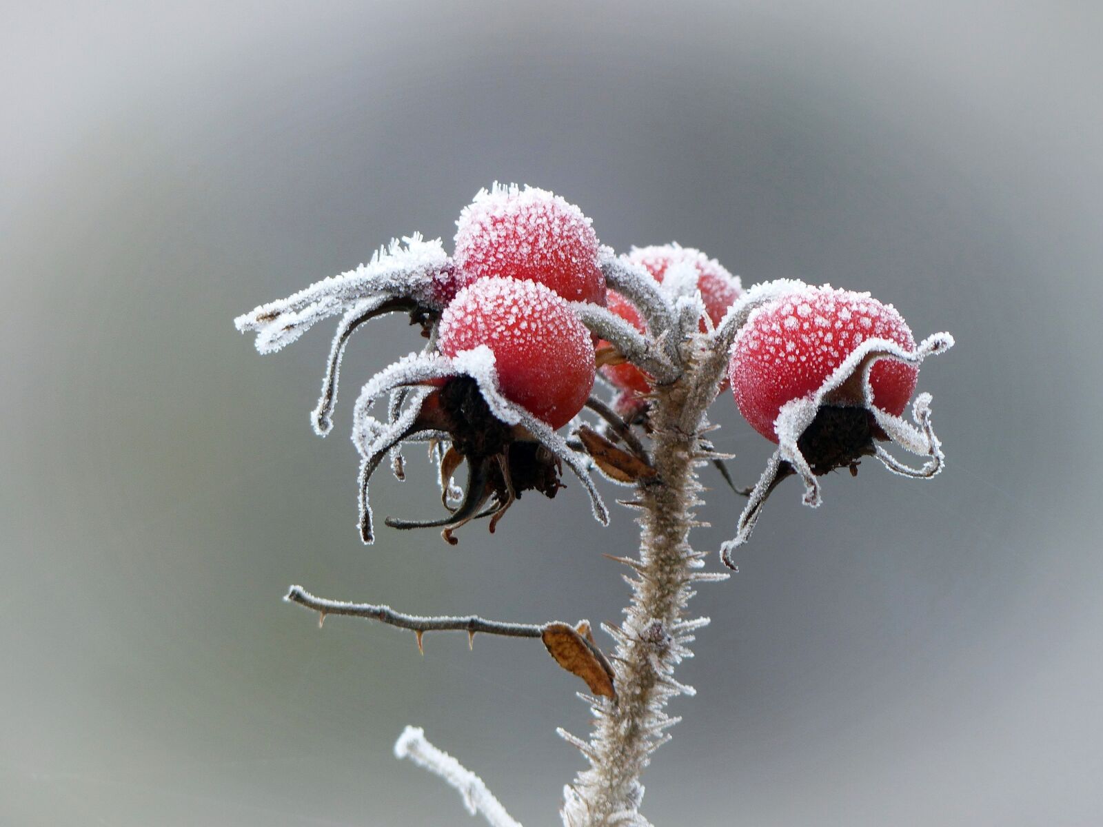 Panasonic Lumix DMC-FZ200 sample photo. Rose hip, nature, red photography