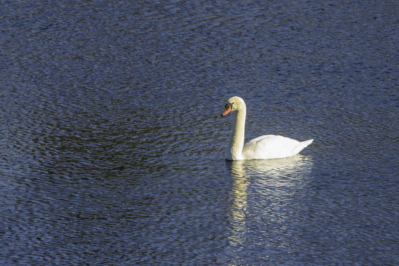Nikon D800 sample photo. Swan, white, water photography