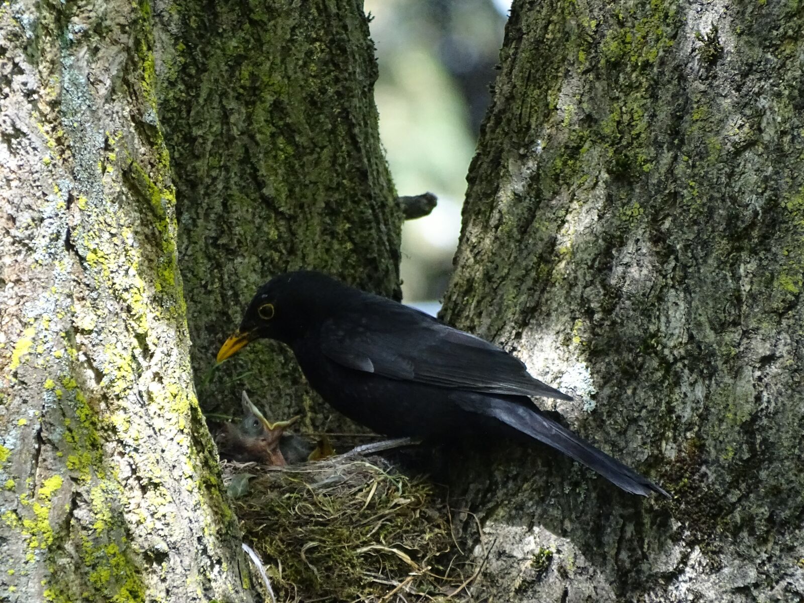 Sony Cyber-shot DSC-HX400V sample photo. Bird, nature, tree photography