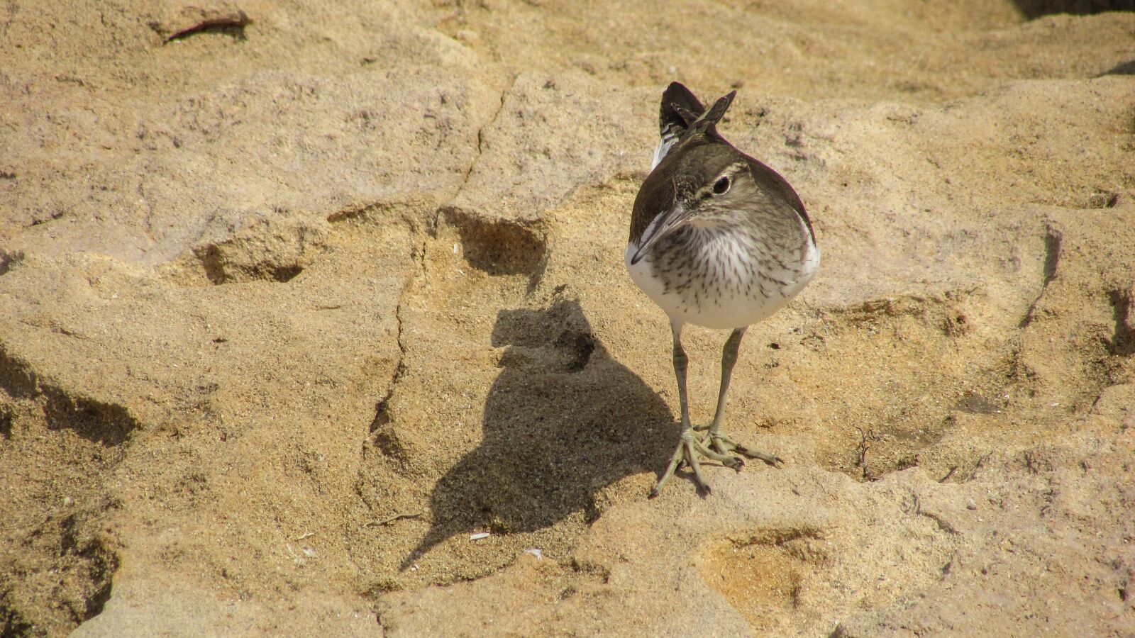 Canon PowerShot SX400 IS sample photo. Stint, seabird, migratory photography