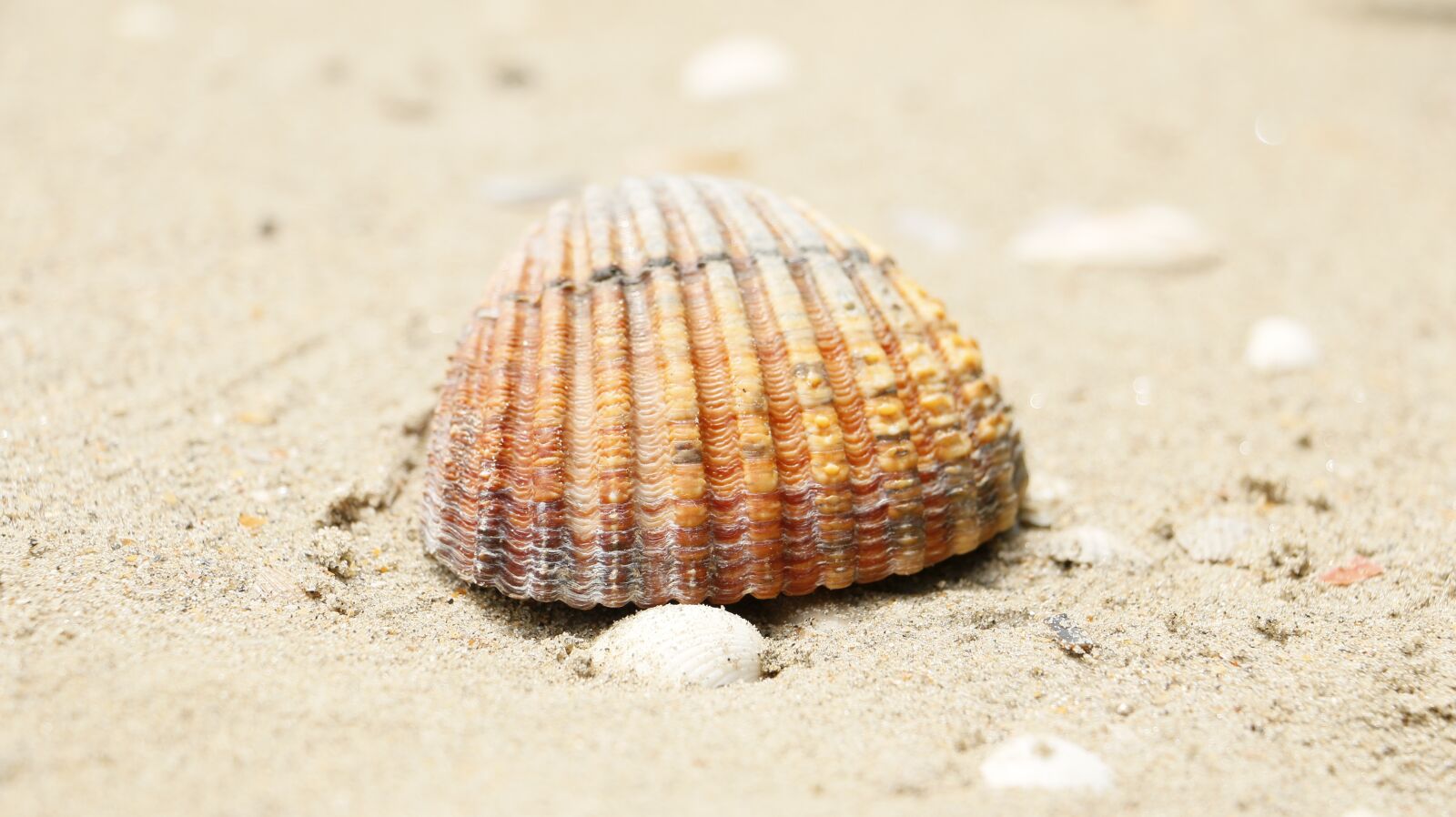 Canon EOS 70D sample photo. Shield, shell, beach photography