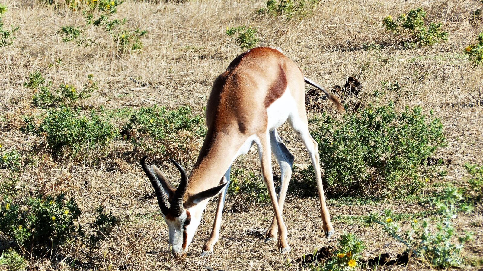 Panasonic Lumix DMC-FZ200 sample photo. Antelope, animal, herbivore photography