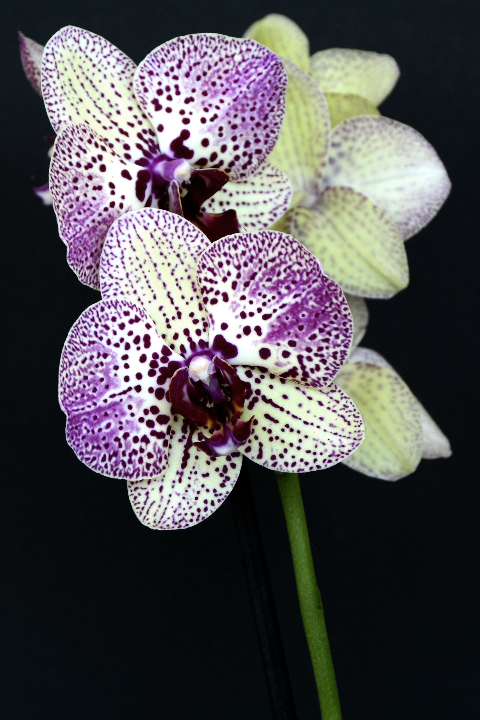 Nikon D7100 sample photo. Orchids, flowers, blossom photography