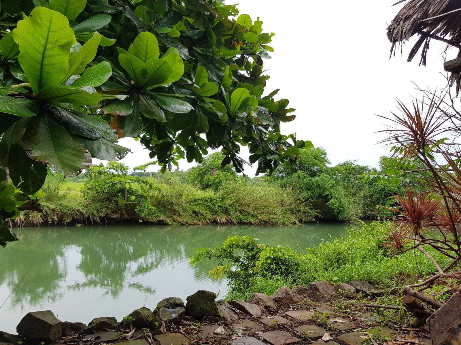 Samsung Galaxy S8 sample photo. Nature, river, green photography