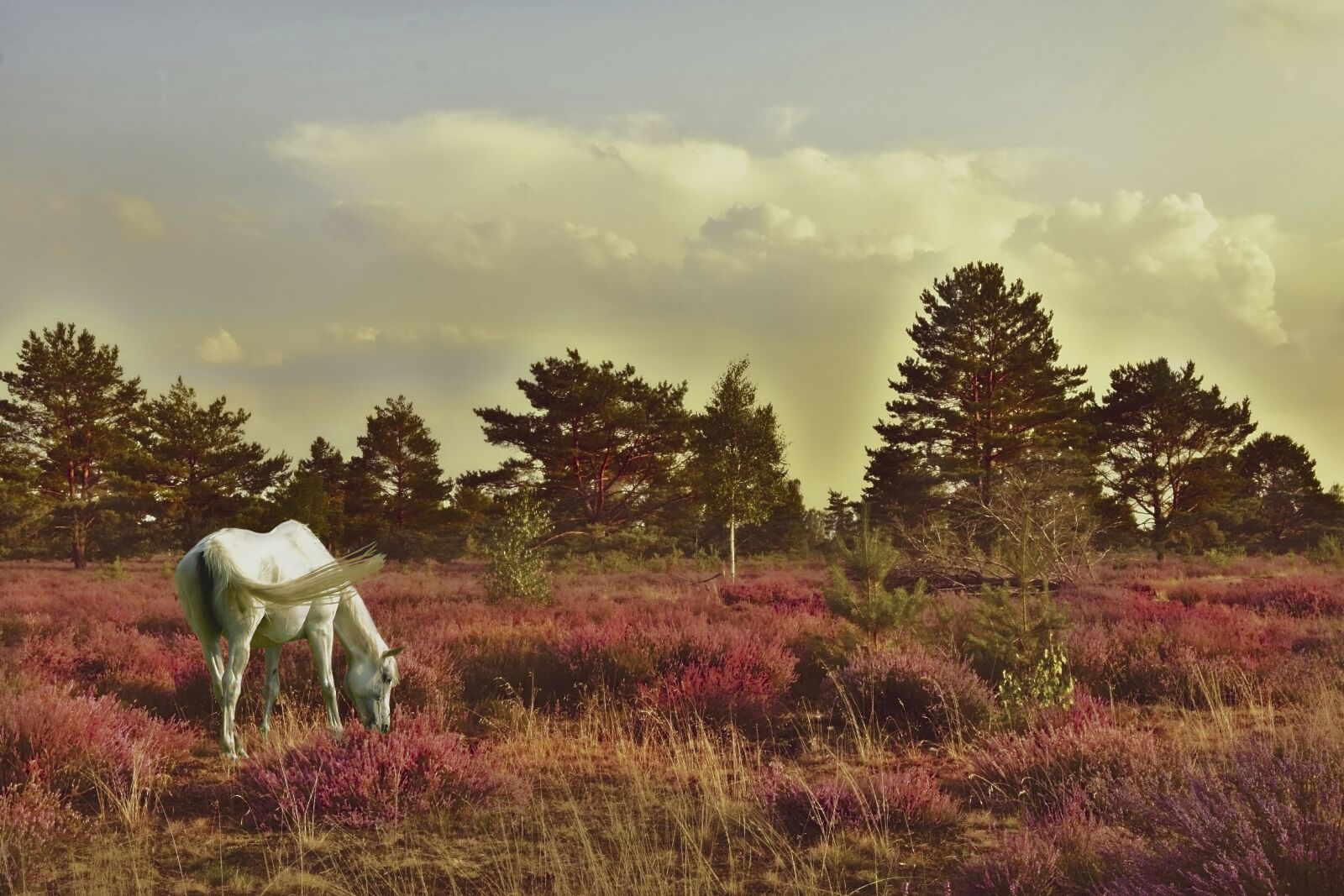 Nikon D5600 sample photo. Horse, mare, mold photography