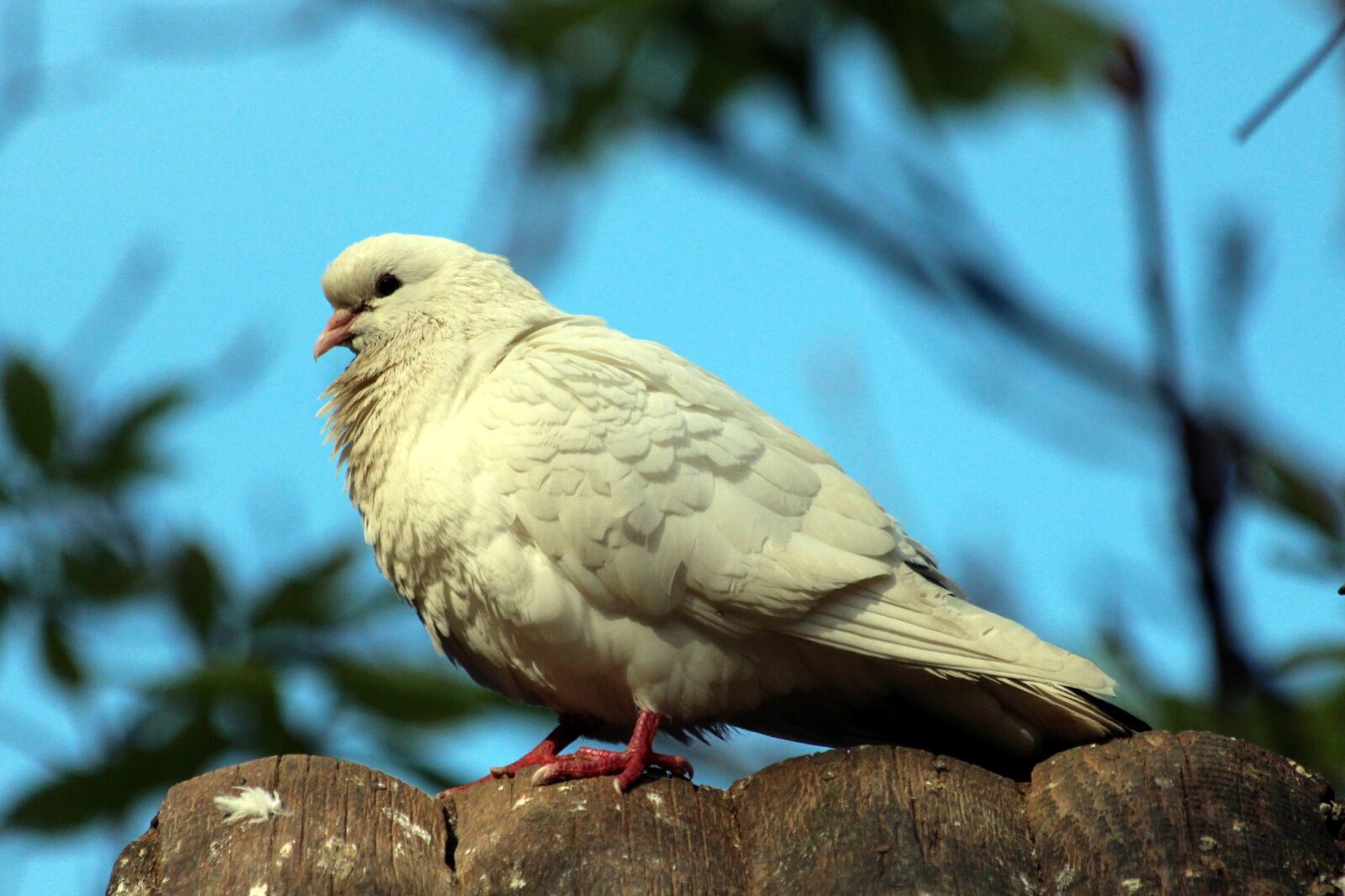Canon EOS 650D (EOS Rebel T4i / EOS Kiss X6i) sample photo. Dove, white bird, nature photography