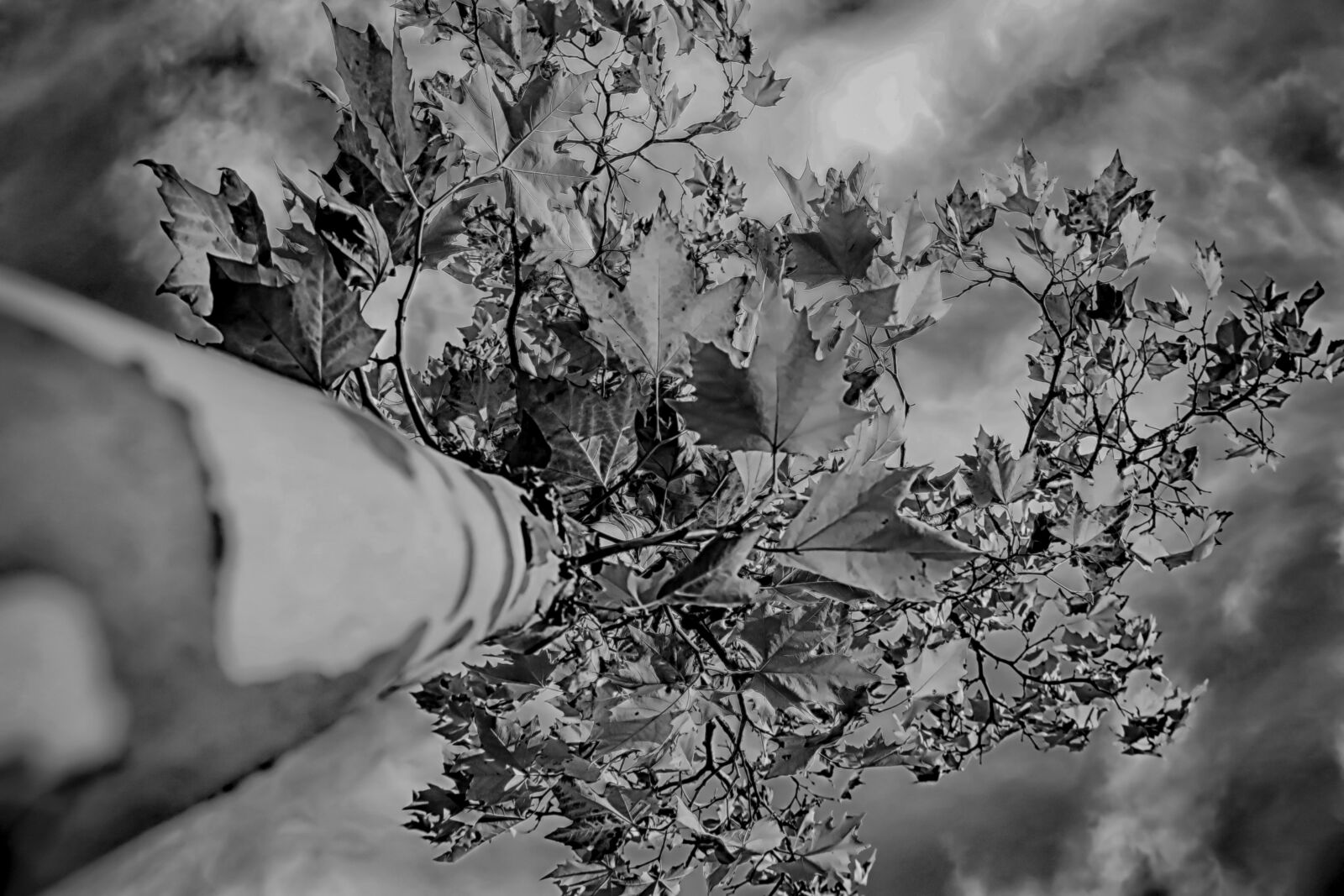 Canon EOS 70D sample photo. Tree, black-and-white, uplight photography