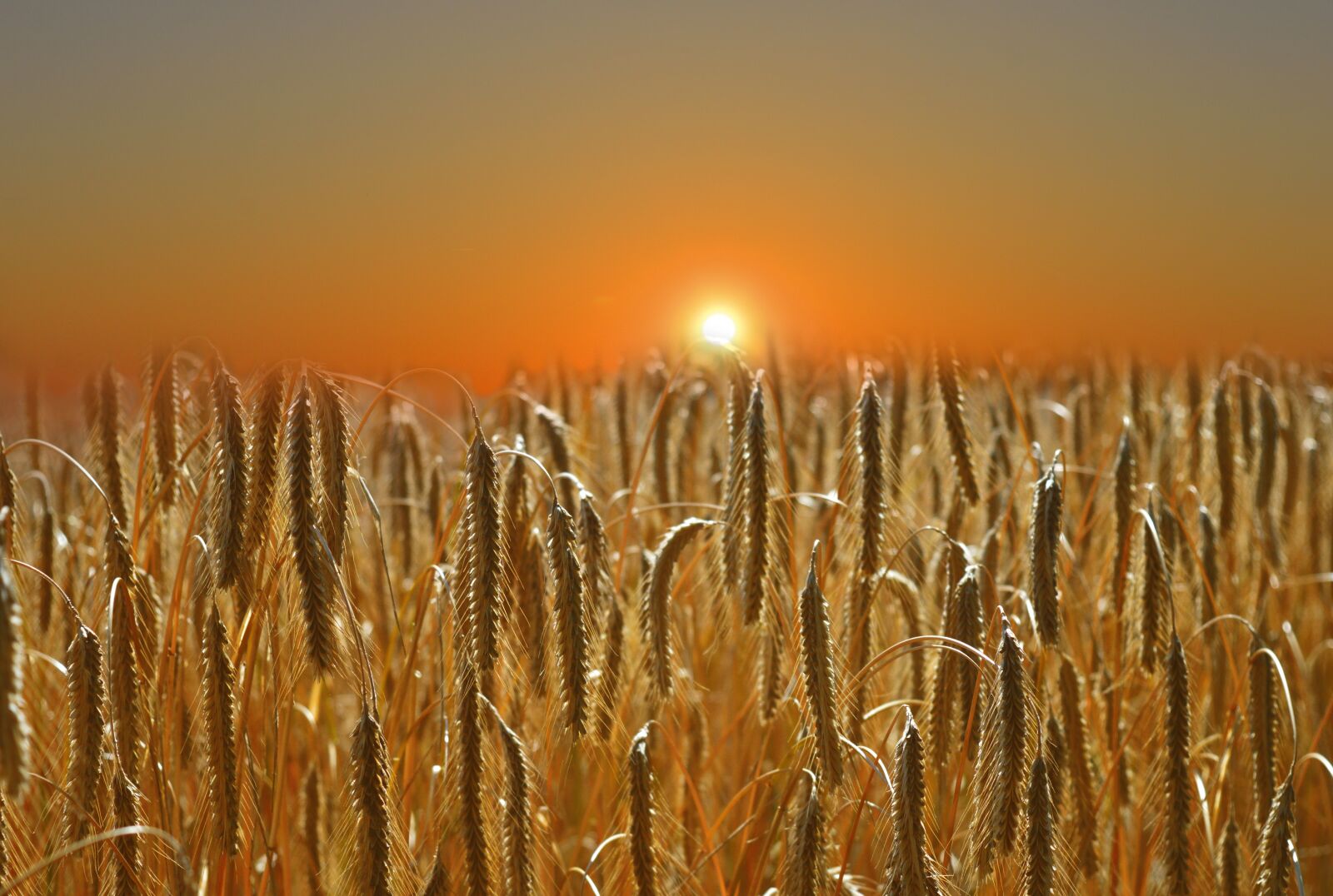 Nikon D3200 sample photo. Sunset, cornfield, cereals photography