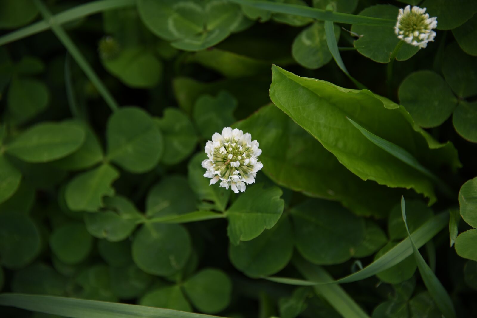 Nikon D850 sample photo. White, clover, plant photography