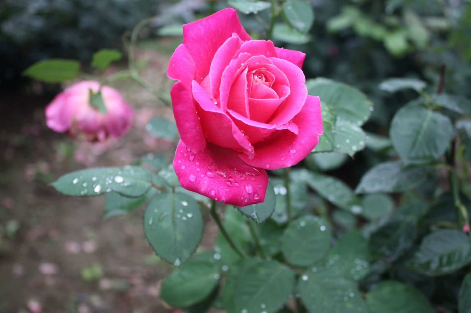 Canon EOS 450D (EOS Rebel XSi / EOS Kiss X2) sample photo. Flowers, raindrops, water droplets photography