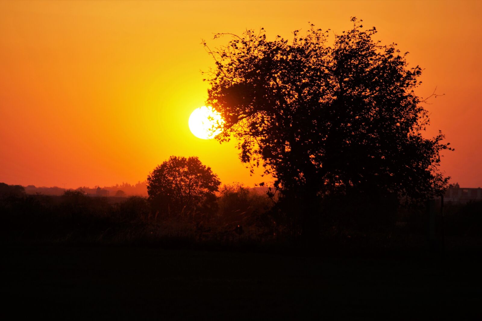 Sony SLT-A58 sample photo. Sunset, trees, silhouette photography