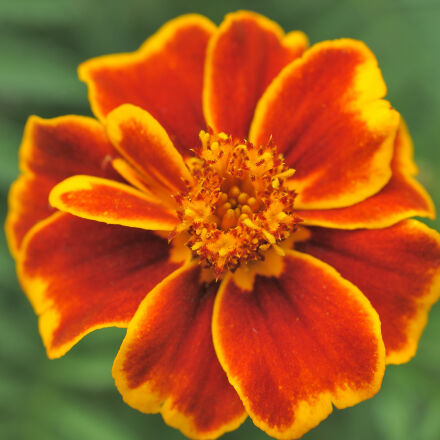 Nikon AF Micro-Nikkor 60mm F2.8D sample photos - ExploreCams