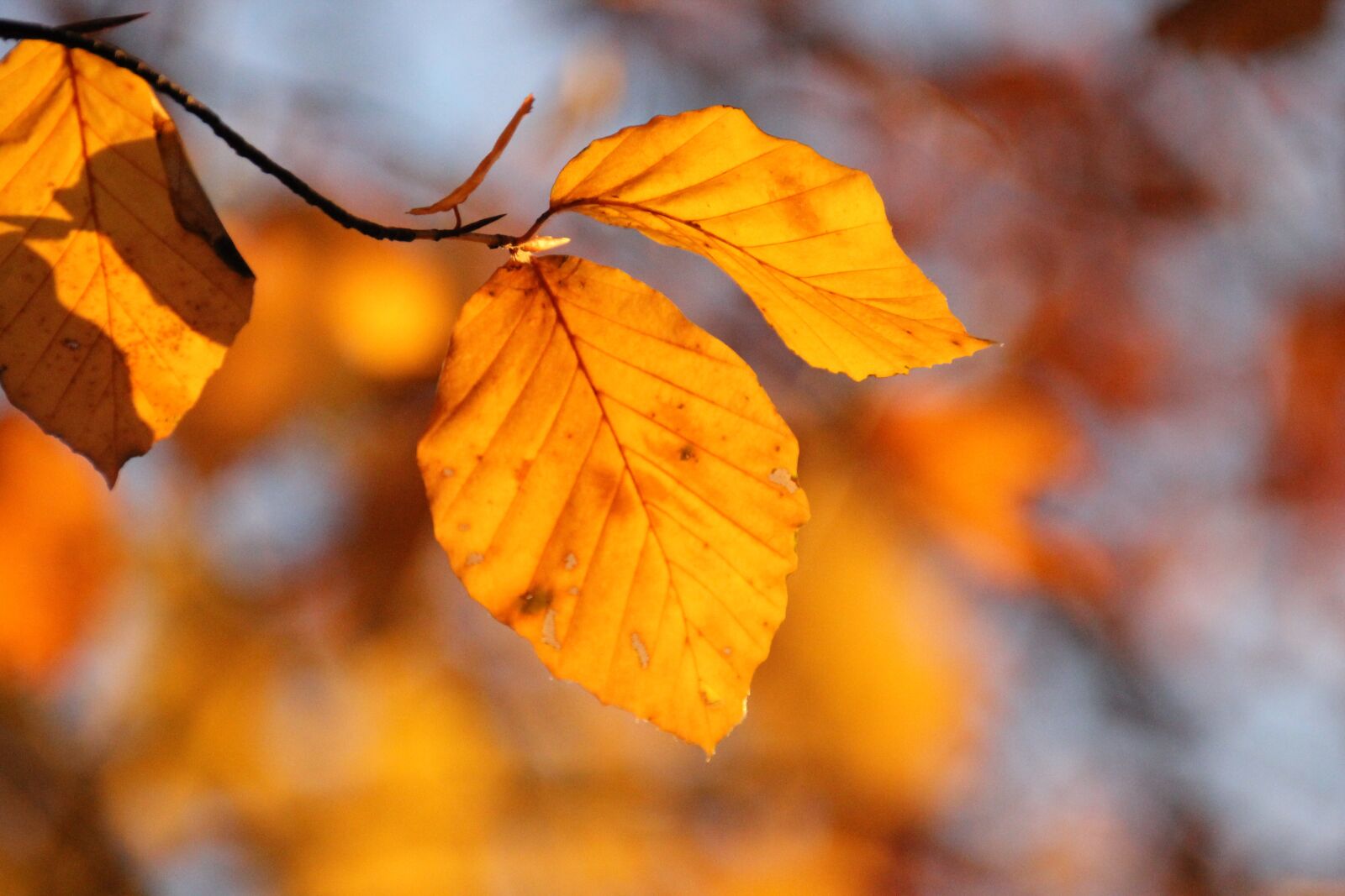 Canon EOS 550D (EOS Rebel T2i / EOS Kiss X4) sample photo. Leaves, sunshine, tree photography