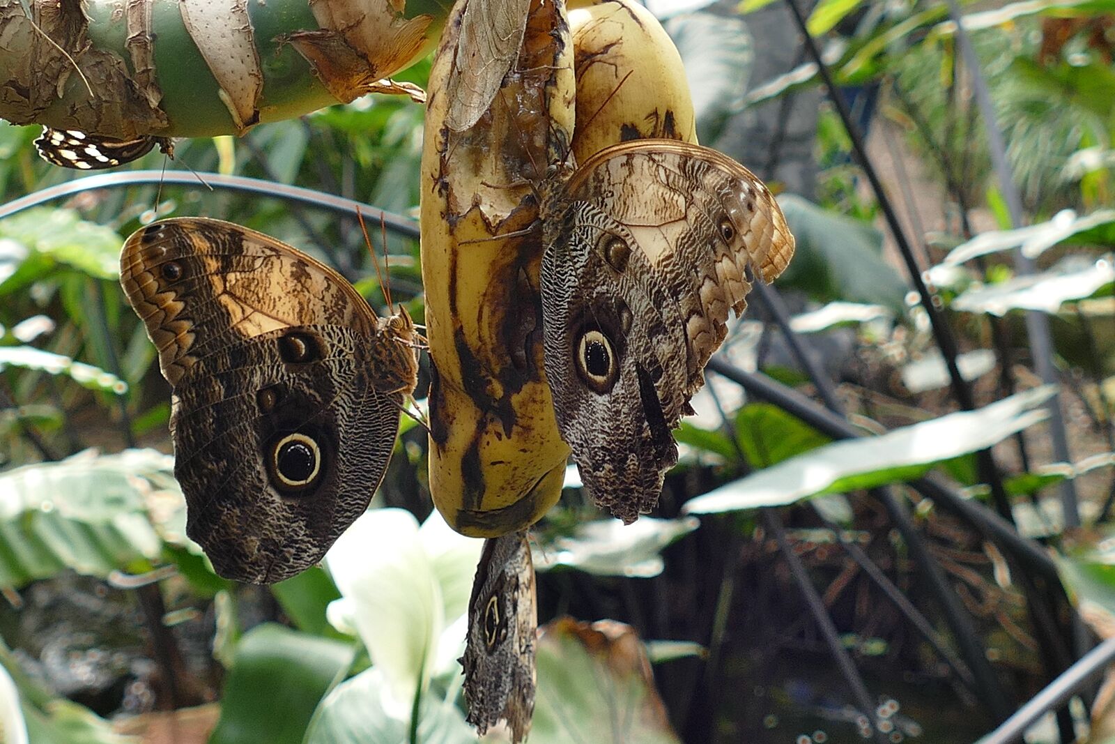 Panasonic Lumix DMC-FZ1000 sample photo. Butterflies, insects, butterfly photography