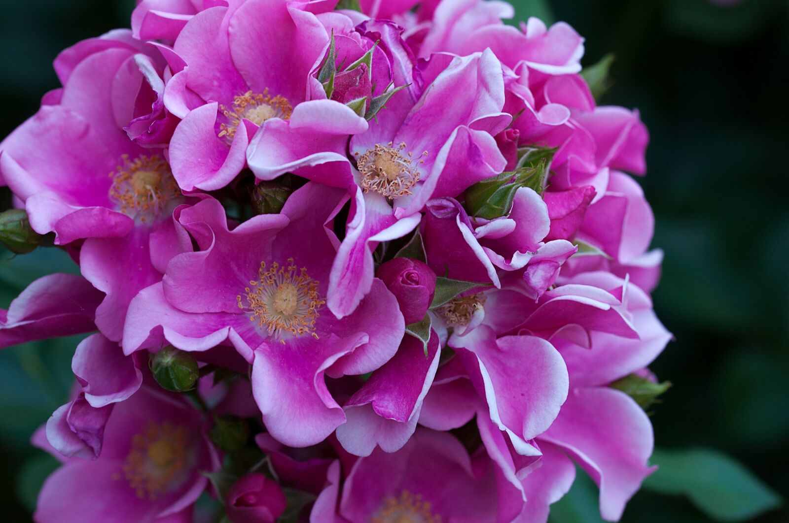 Nikon D90 sample photo. Flower, plant, flowers photography
