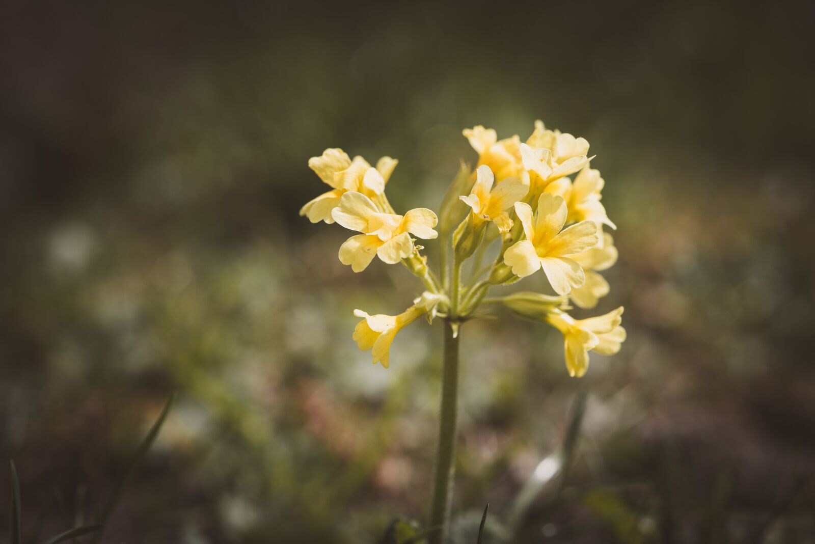 Nikon D750 sample photo. Cowslip, yellow, spring photography