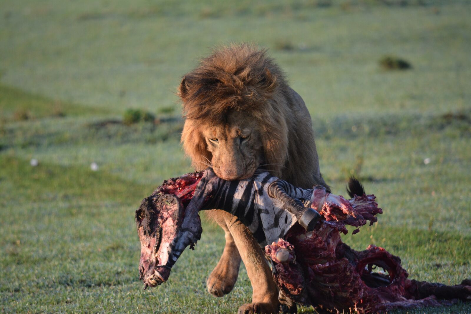 Nikon D7100 sample photo. Africa, african, animal, carcasses photography