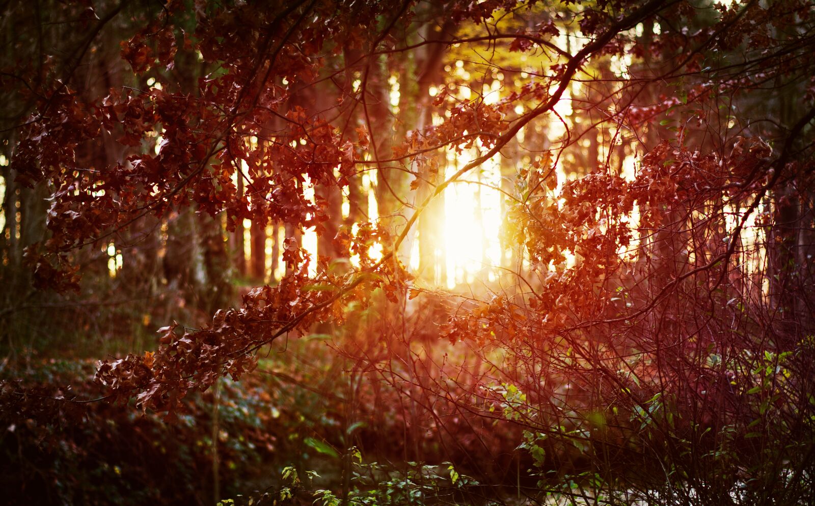 Sony SLT-A55 (SLT-A55V) + Minolta AF 50mm F1.4 [New] sample photo. Forest, sunset, shrubs photography