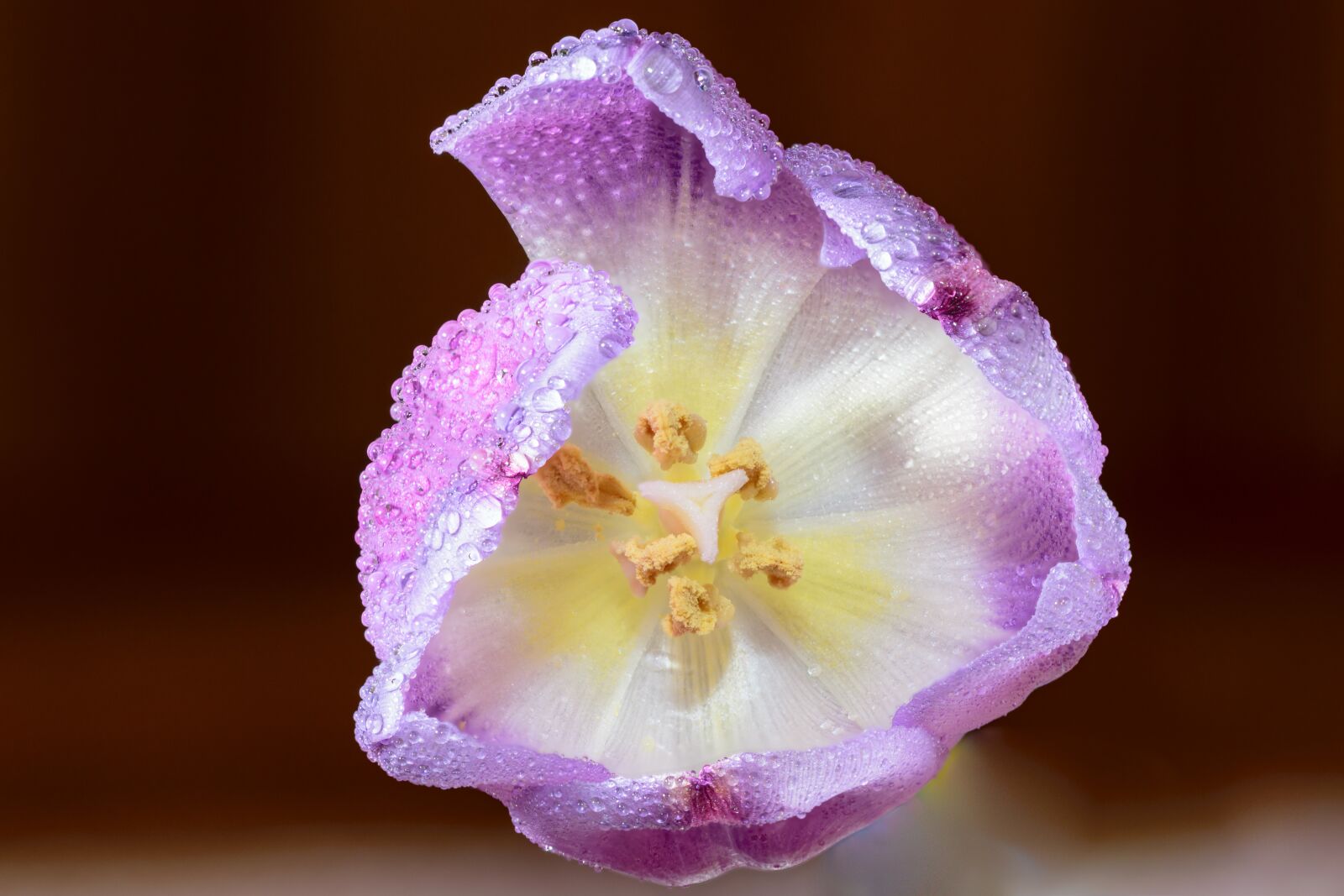 Nikon D5300 sample photo. Art, artistic, arty photography