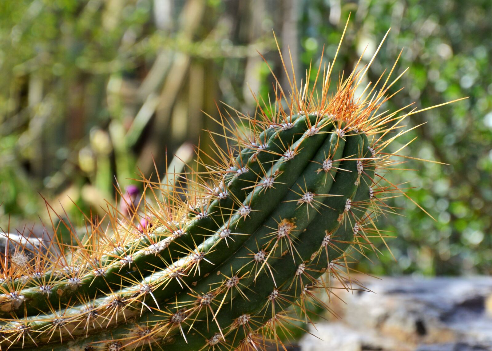 Nikon D3200 sample photo. Cactus, spur, green photography