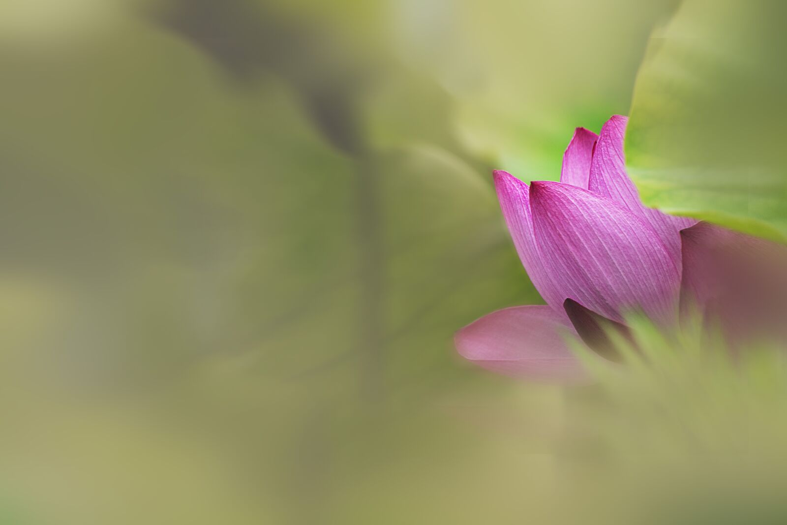 Canon EOS 7D Mark II sample photo. Lotus, flowers, nature photography