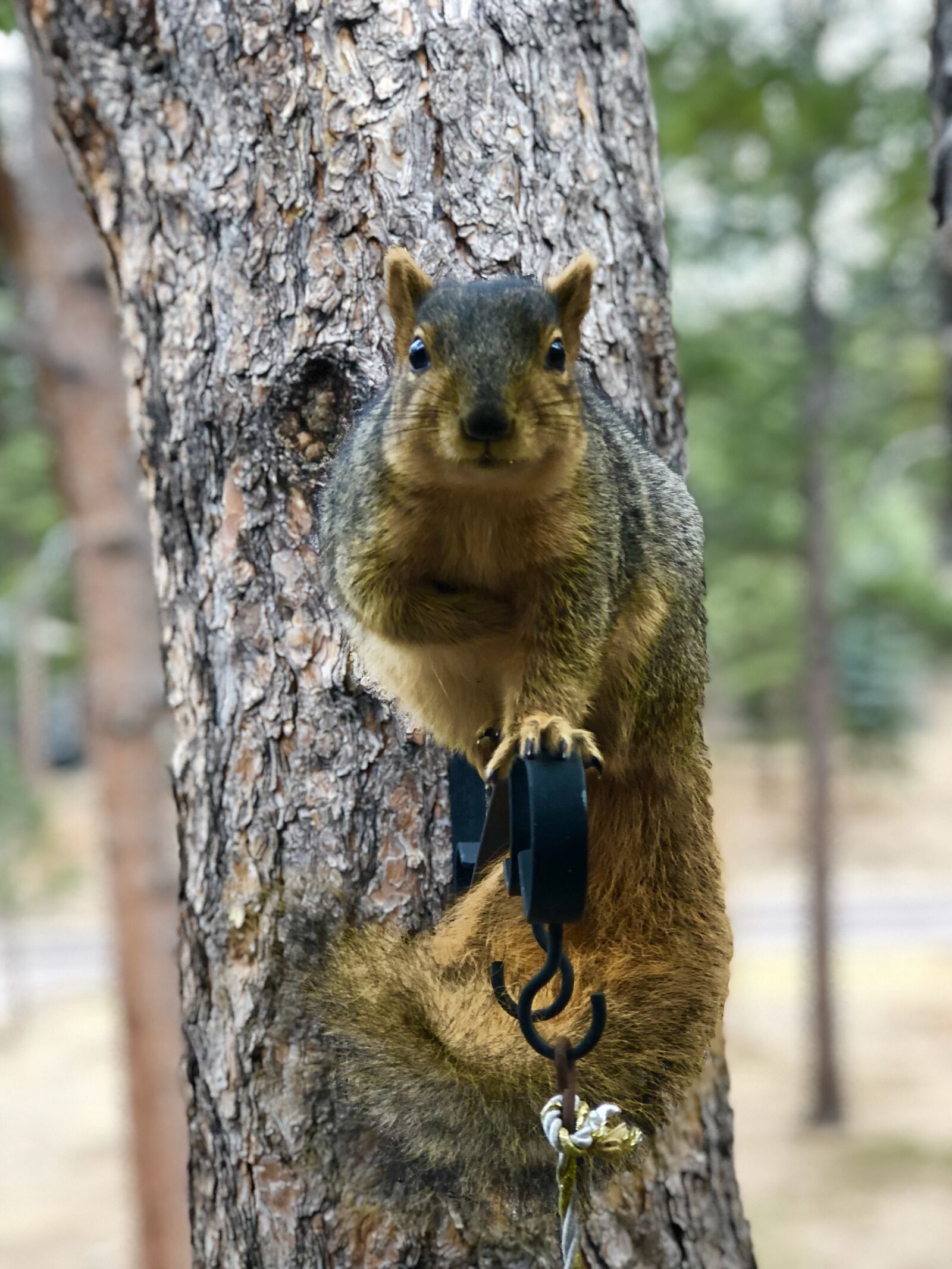 iPhone 8 Plus back dual camera 6.6mm f/2.8 sample photo. Nature, wildlife, mammal photography